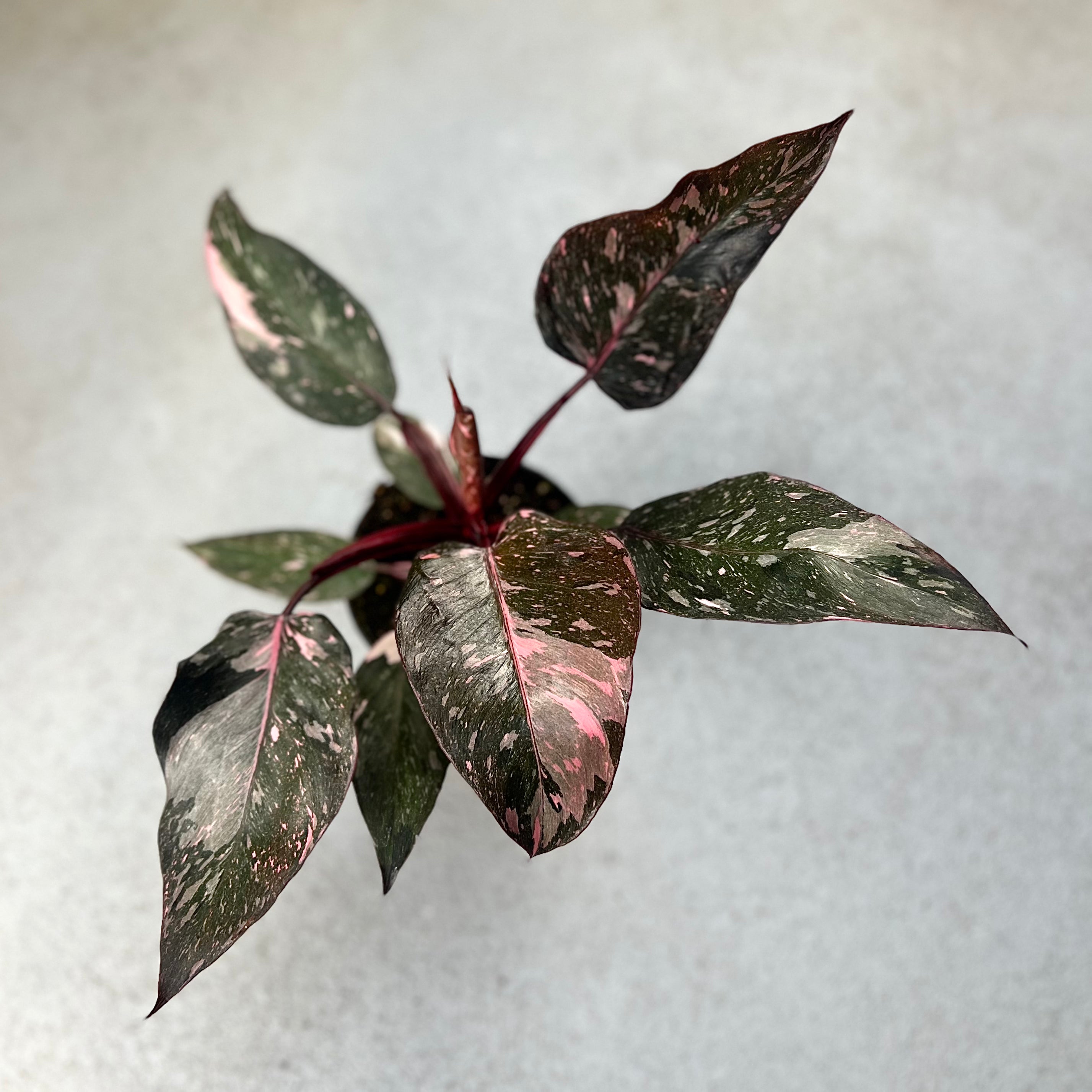 Philodendron Pink Princess Marble