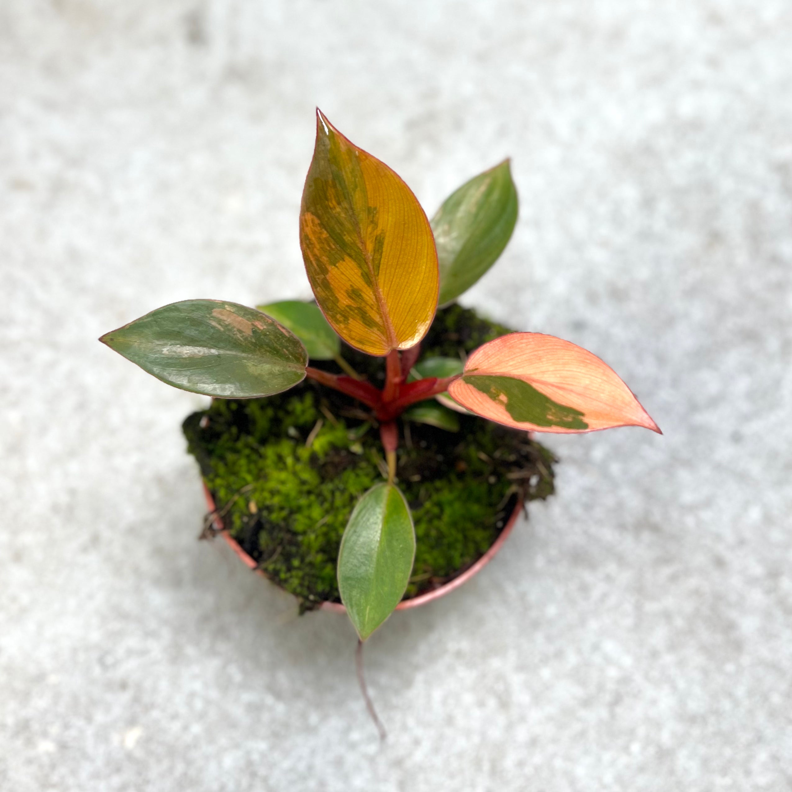 Philodendron Red Congo Variegata - Downtown Plant Club