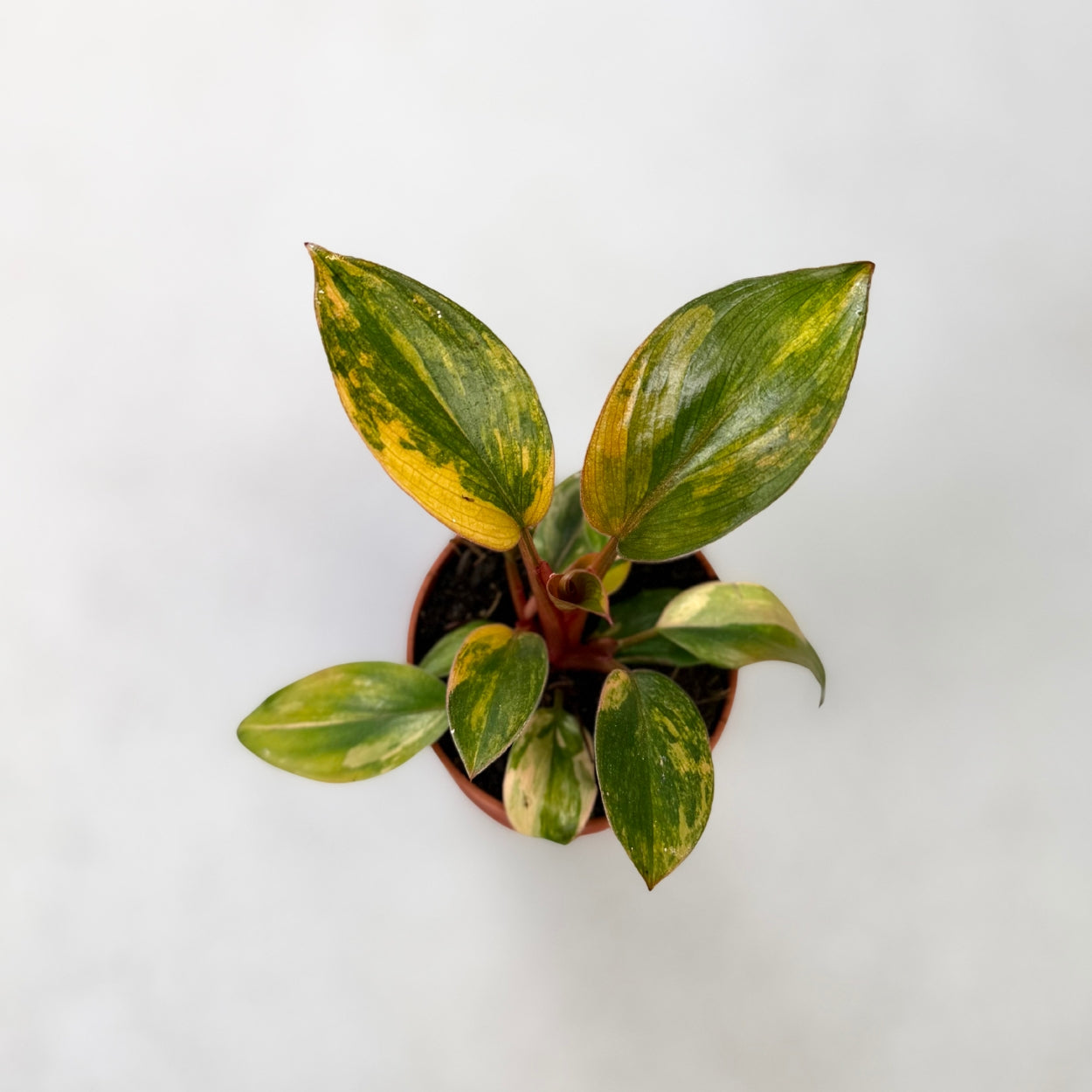 Philodendron Red Congo Variegata by Downtown Plant Club