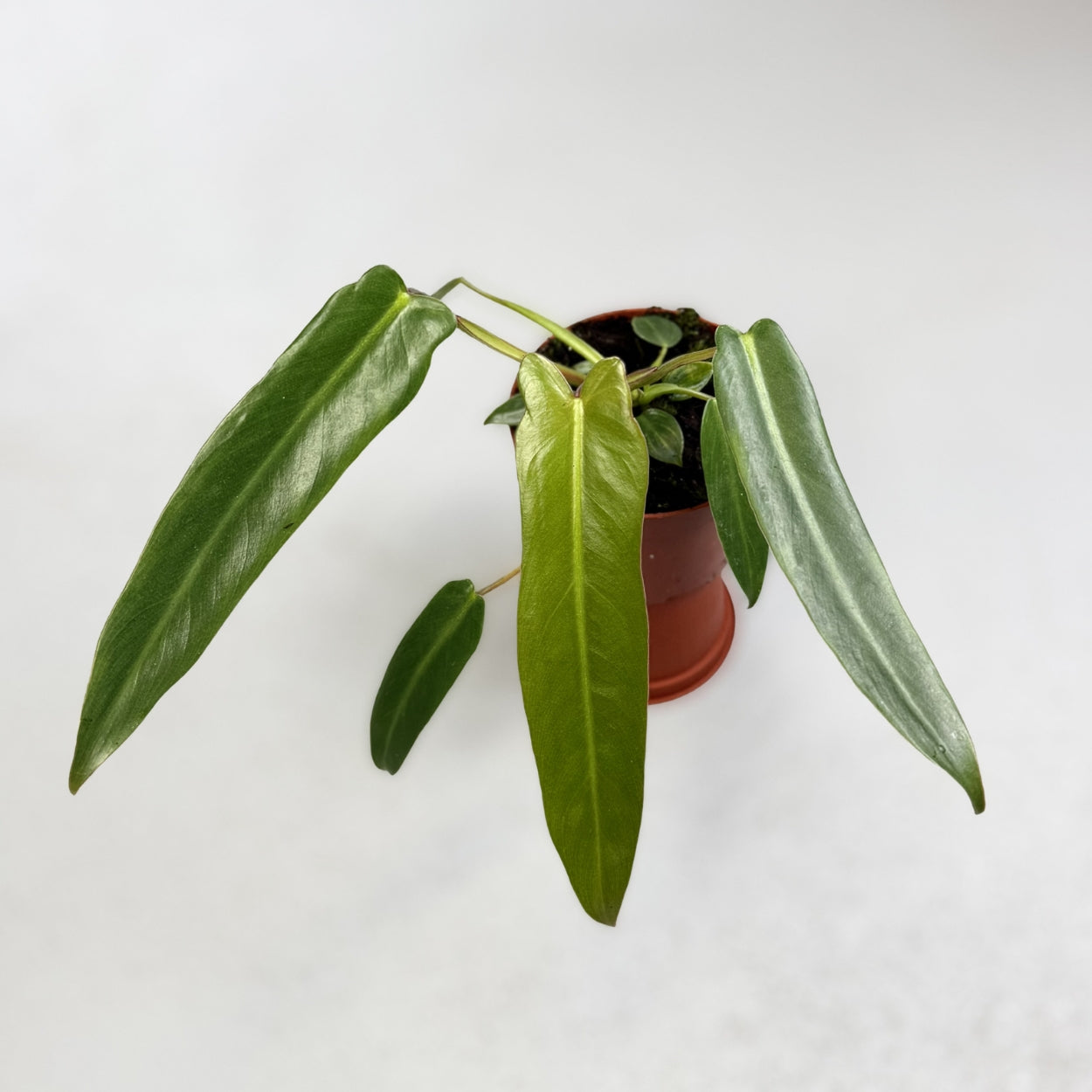 Philodendron Spiritus Sancti