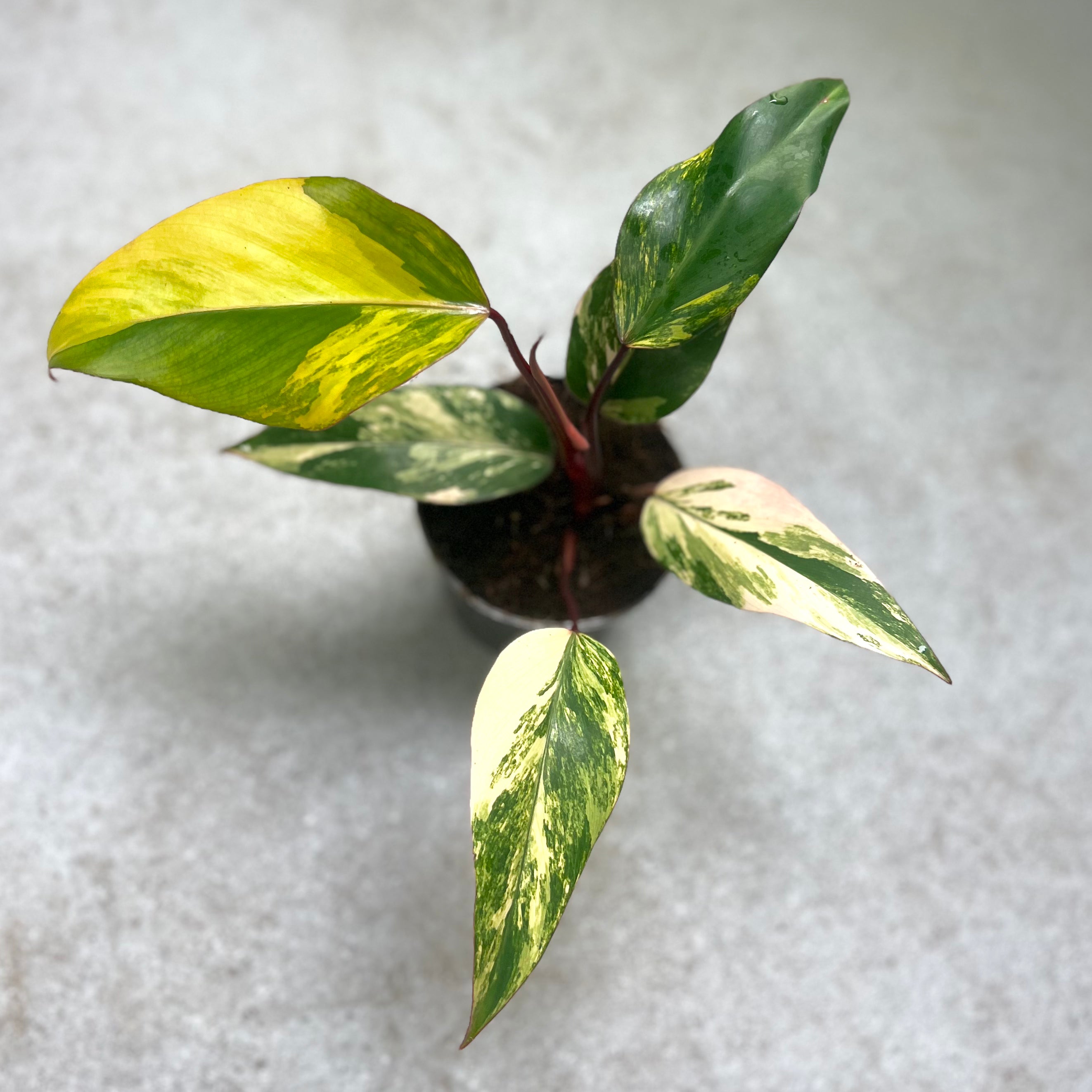 Philodendron Strawberry Shake Variegata - Downtown Plant Club