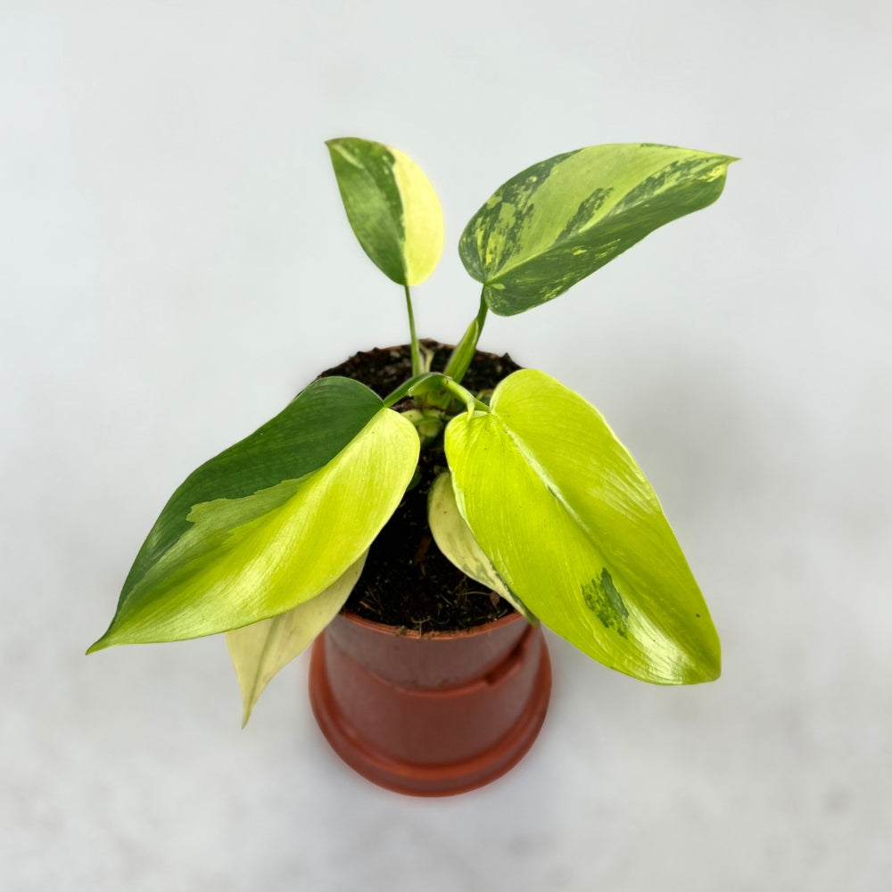 Philodendron Violin Variegata - Downtown Plant Club