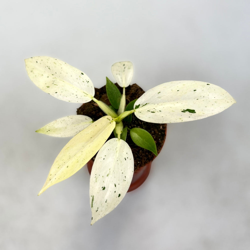 Philodendron Whipple Way - Downtown Plant Club