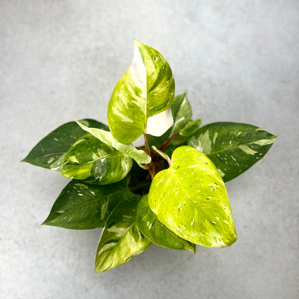 philodendron albino Philodendron White Princess Tricolor Lime