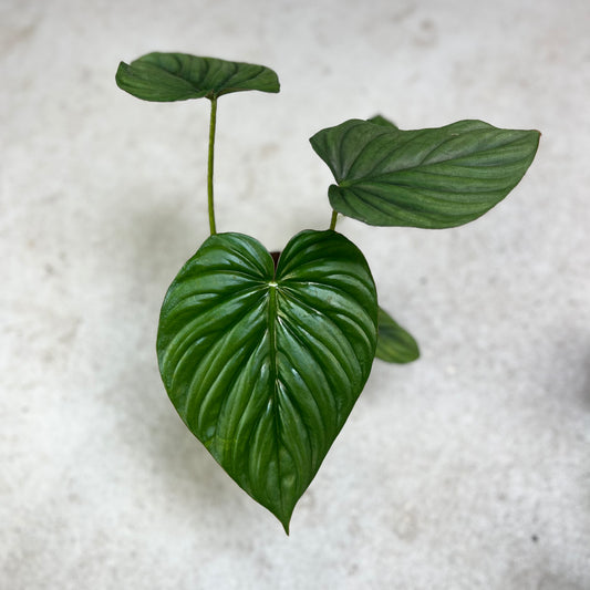 Philodendron sp Colombia - Downtown Plant Club
