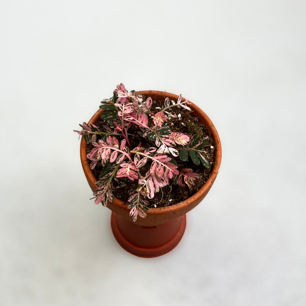Phyllanthus Urinaria Compacta Variegata by Downtown Plant Club
