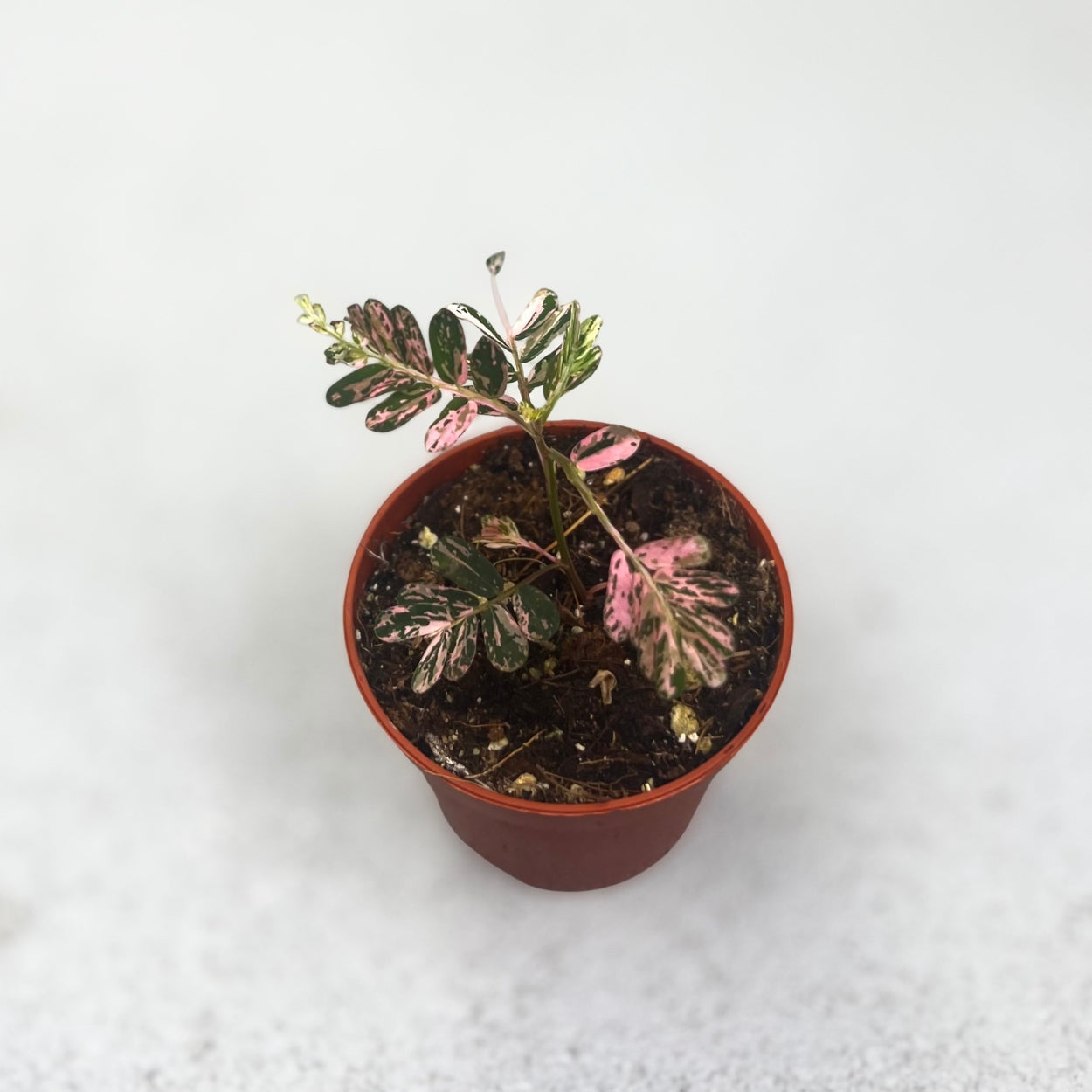 Phyllanthus-Urinaria-Pink-Vaiegata-Downtownplantclub