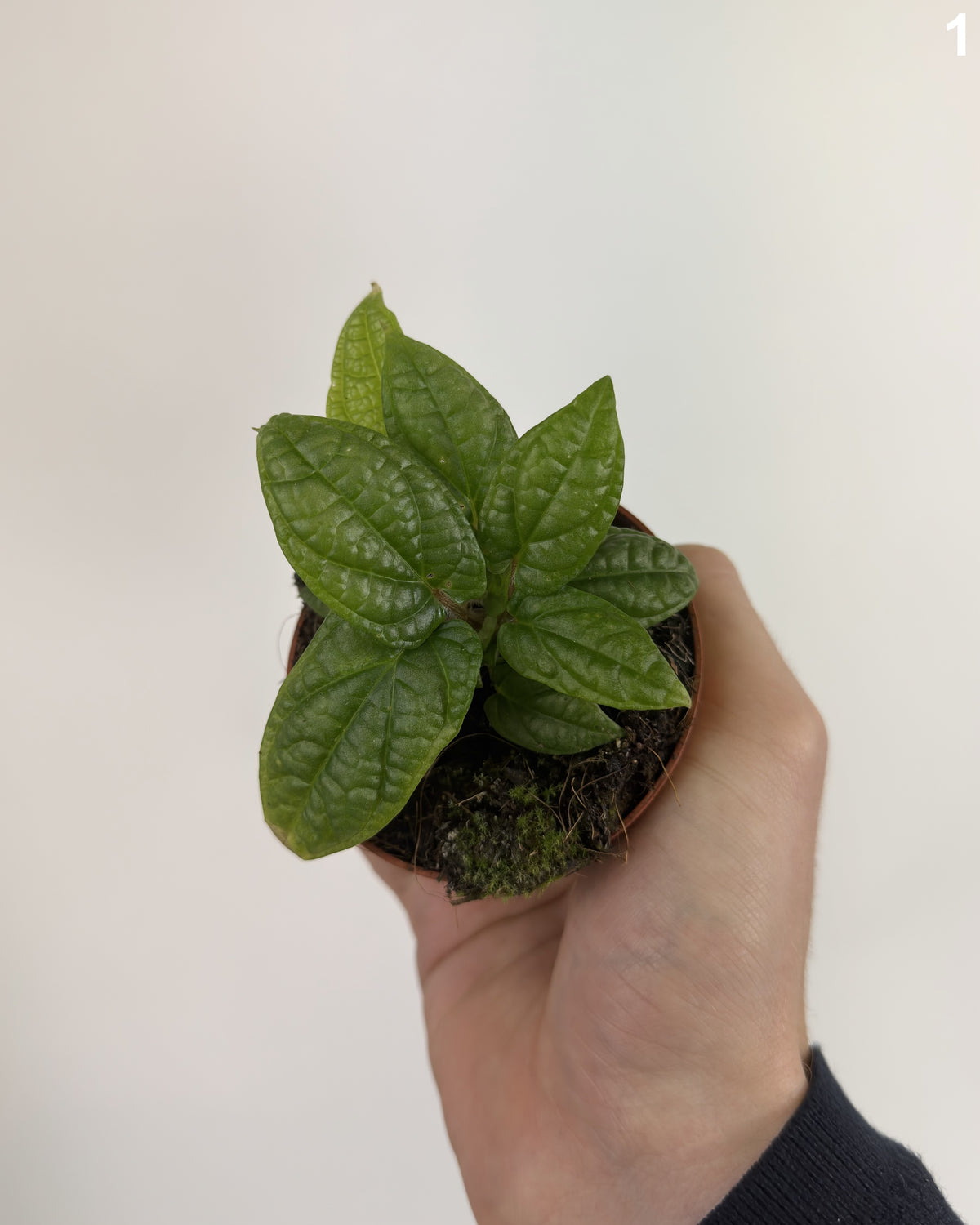 Piper Parmatum  WW