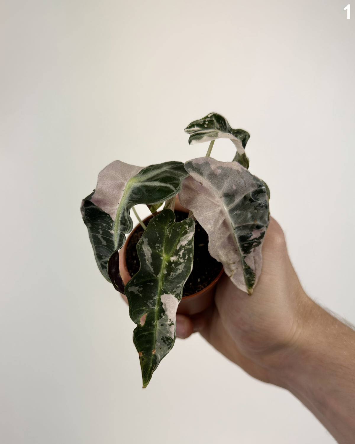 Alocasia Polly Pink WW