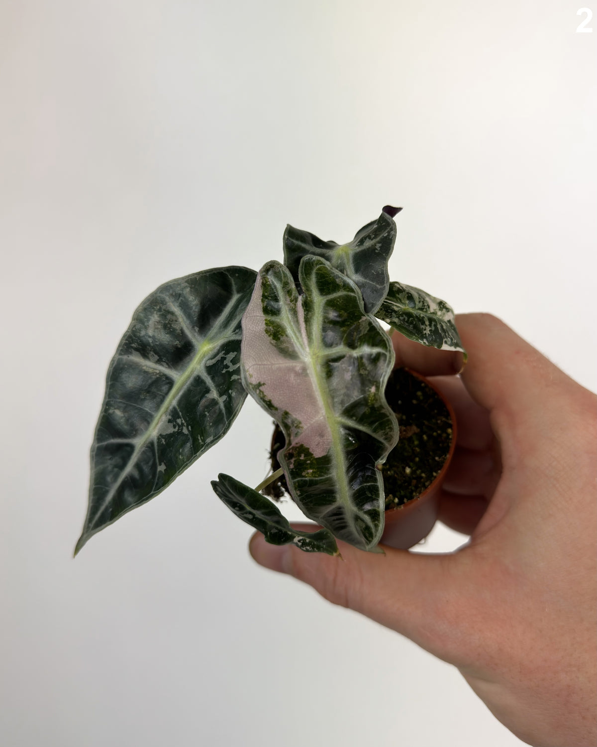 Alocasia Polly Pink WW