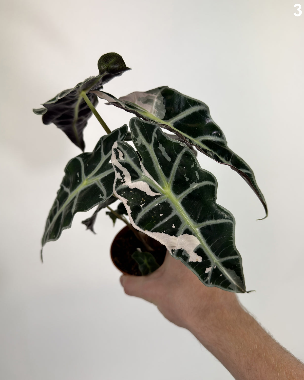 Alocasia Polly Pink WW