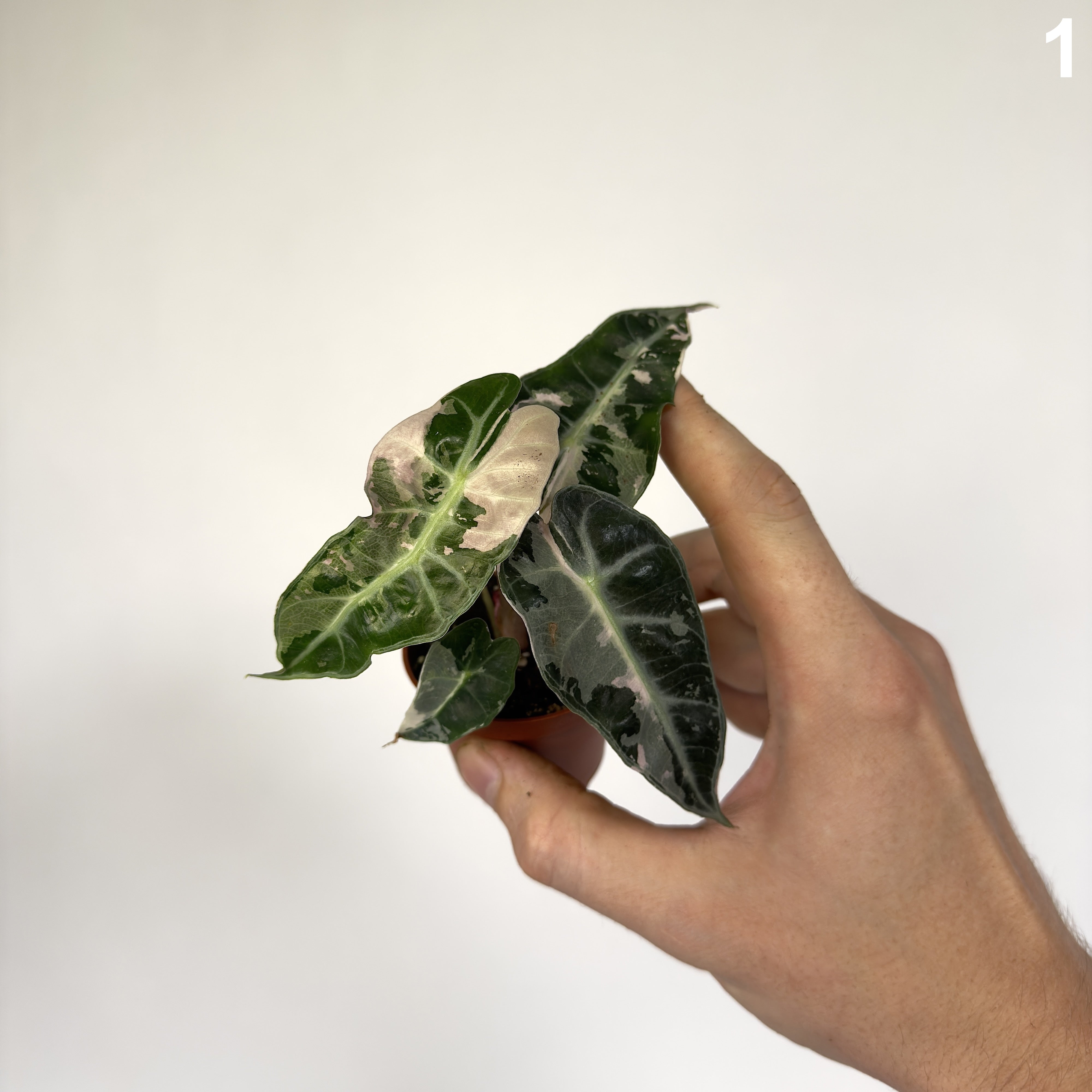 Alocasia Polly Pink WW