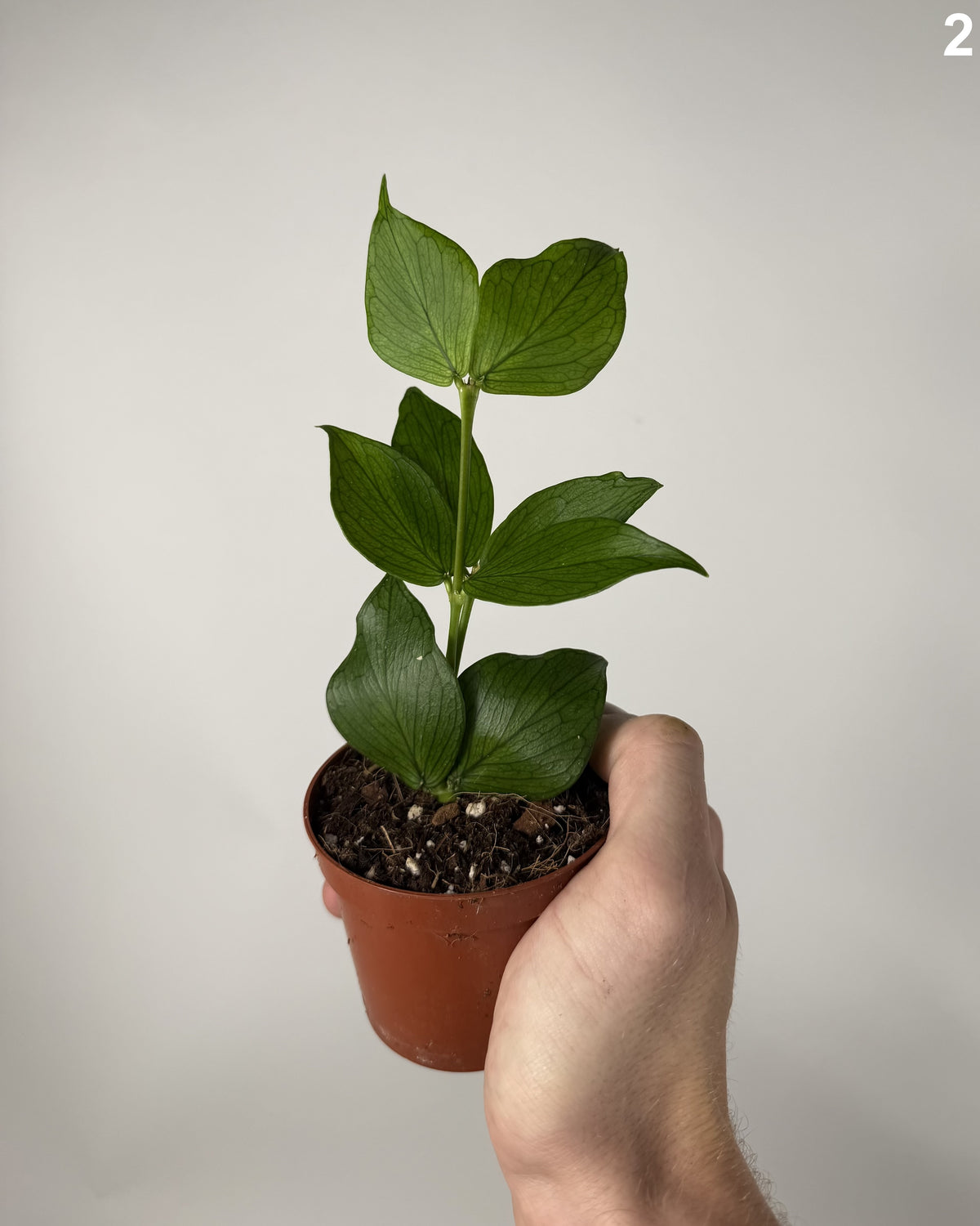 Hoya Polyeneura WW