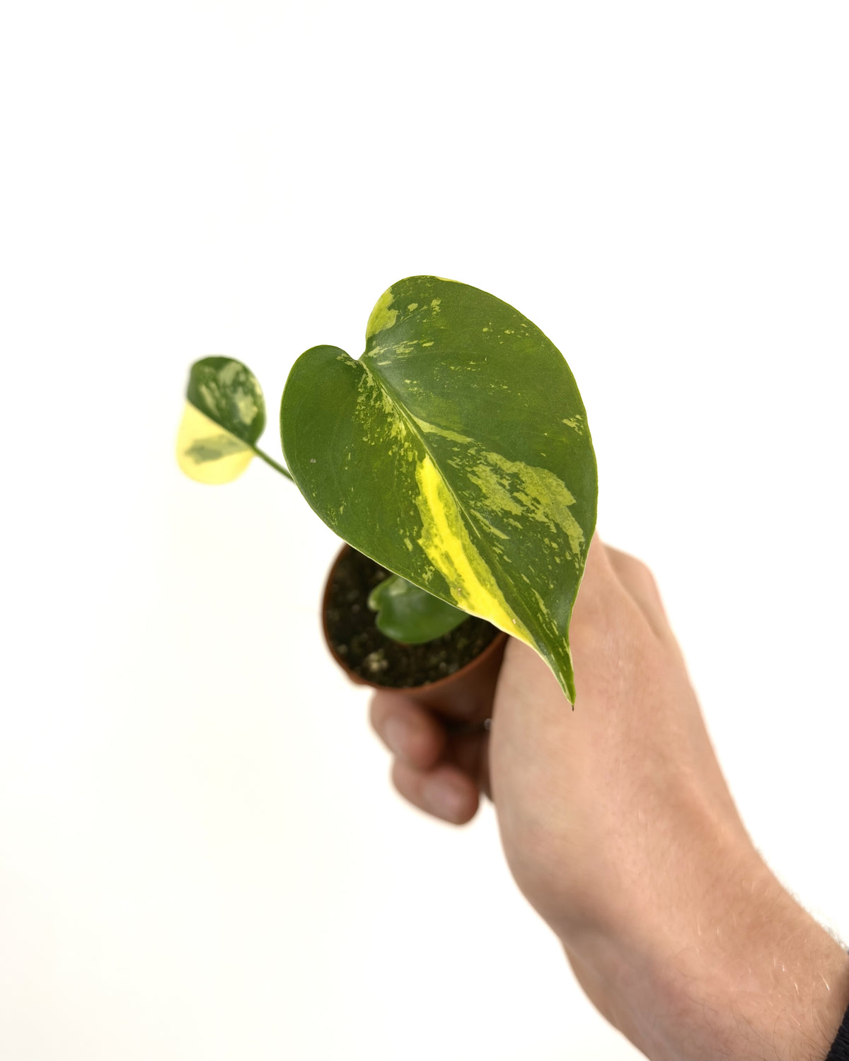 Monstera Deliciosa PomPom  WW