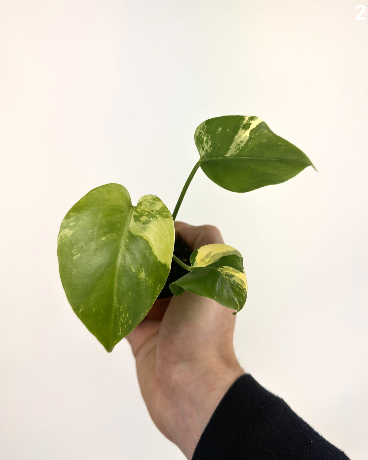 Monstera Deliciosa PomPom  WW