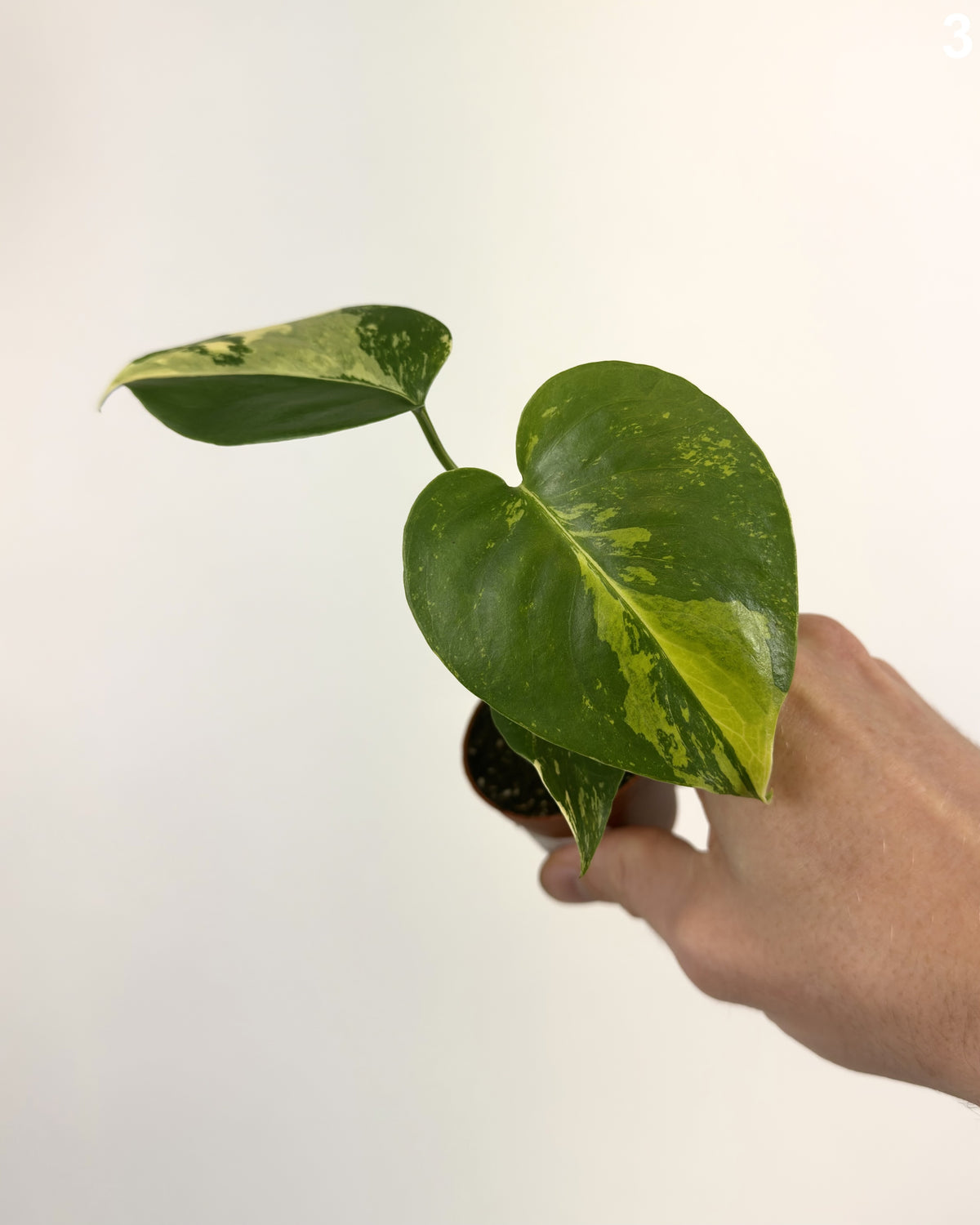 Monstera Deliciosa PomPom  WW