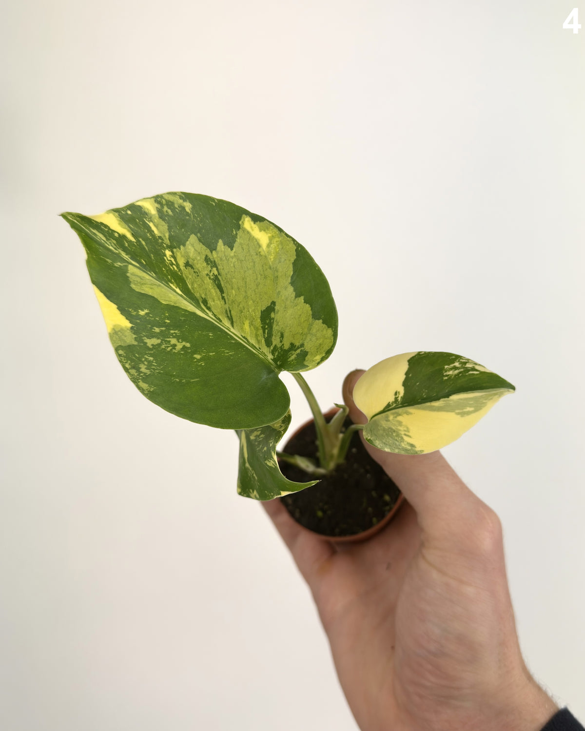 Monstera Deliciosa PomPom  WW
