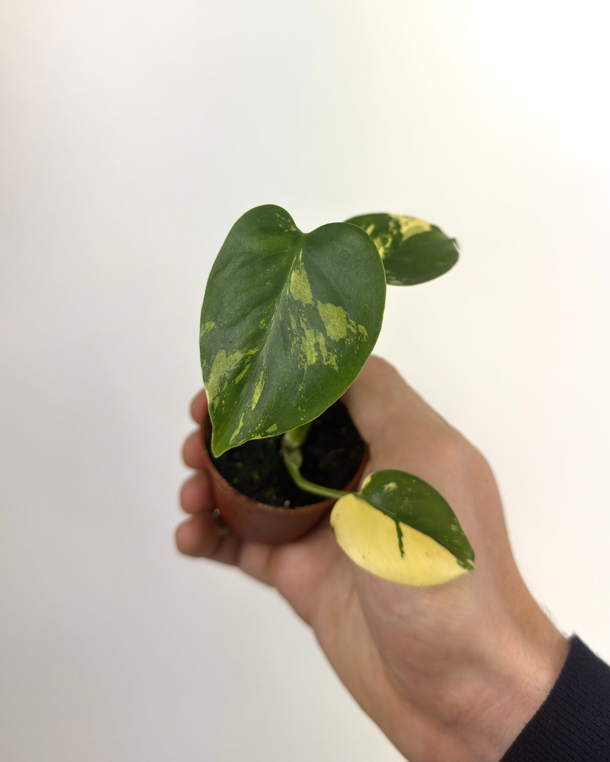 Monstera Deliciosa PomPom  WW