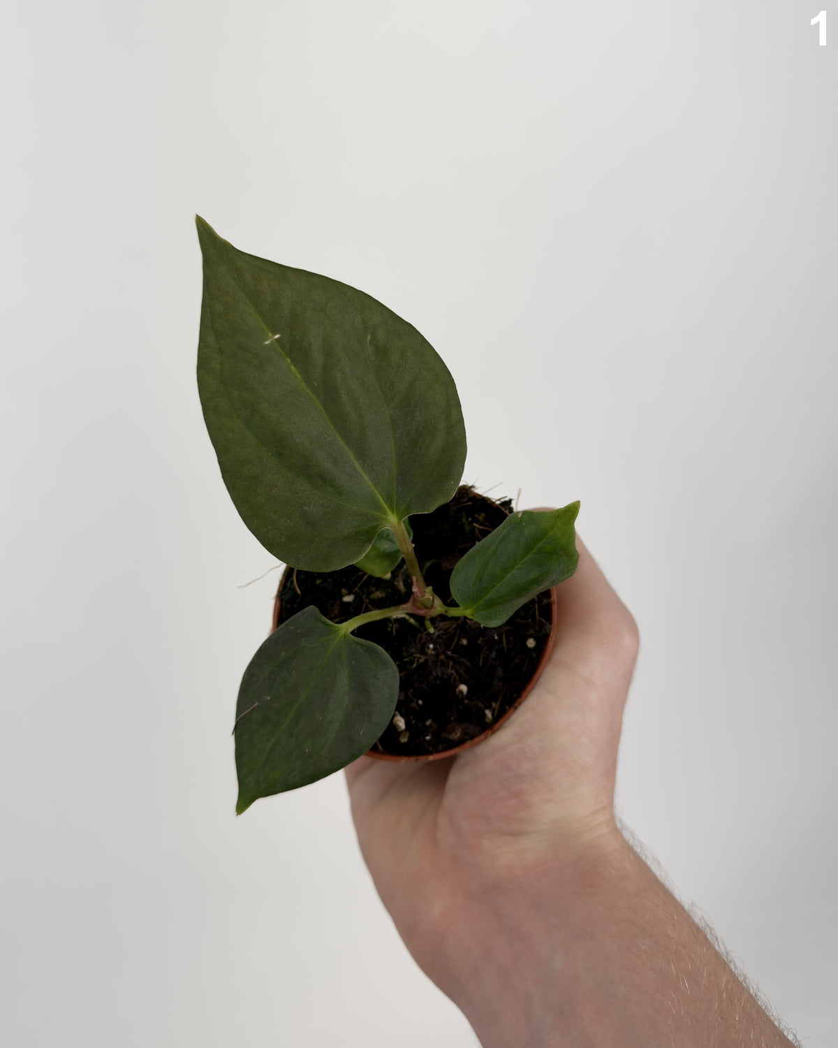 Anthurium Portillae  WW