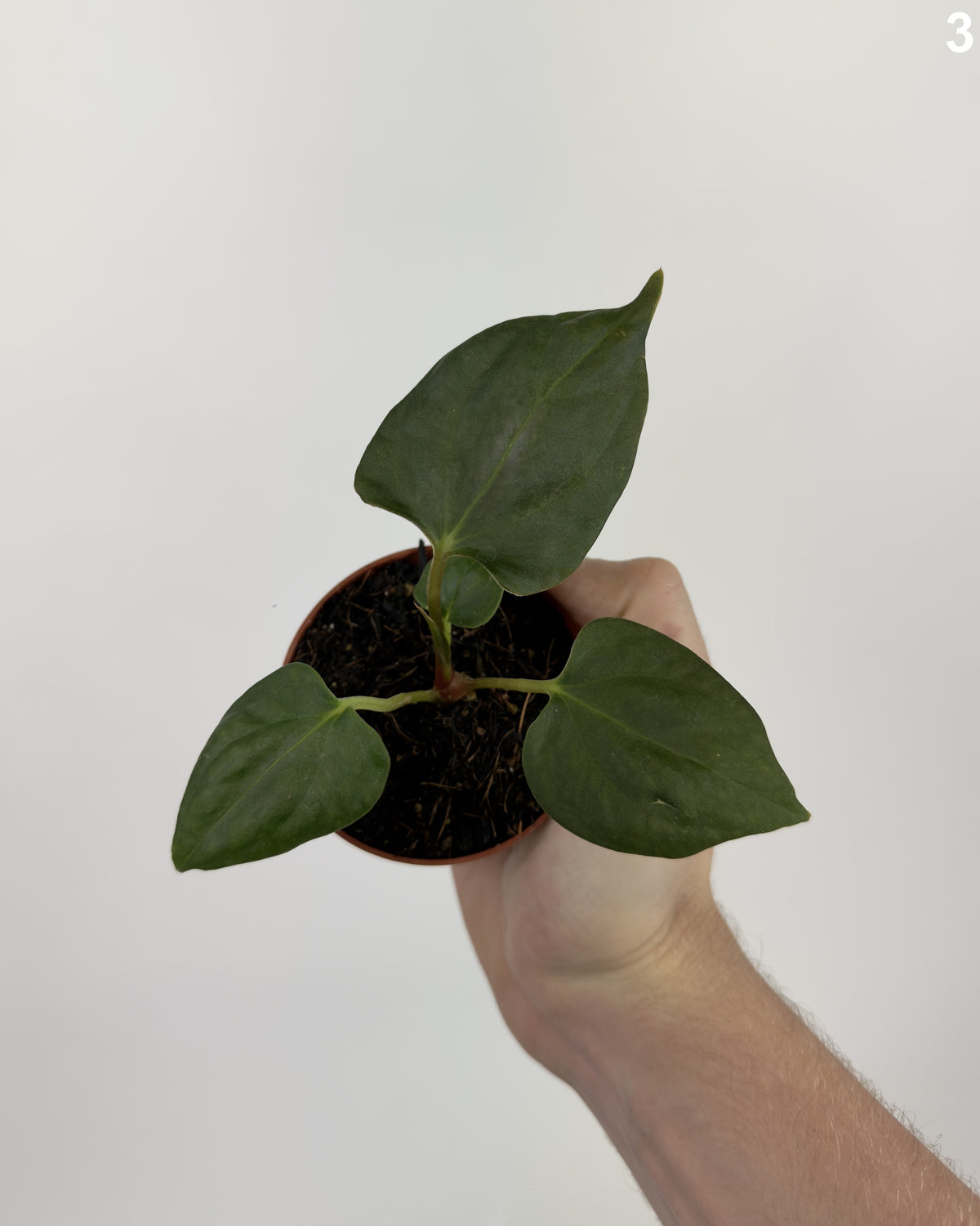 Anthurium Portillae  WW