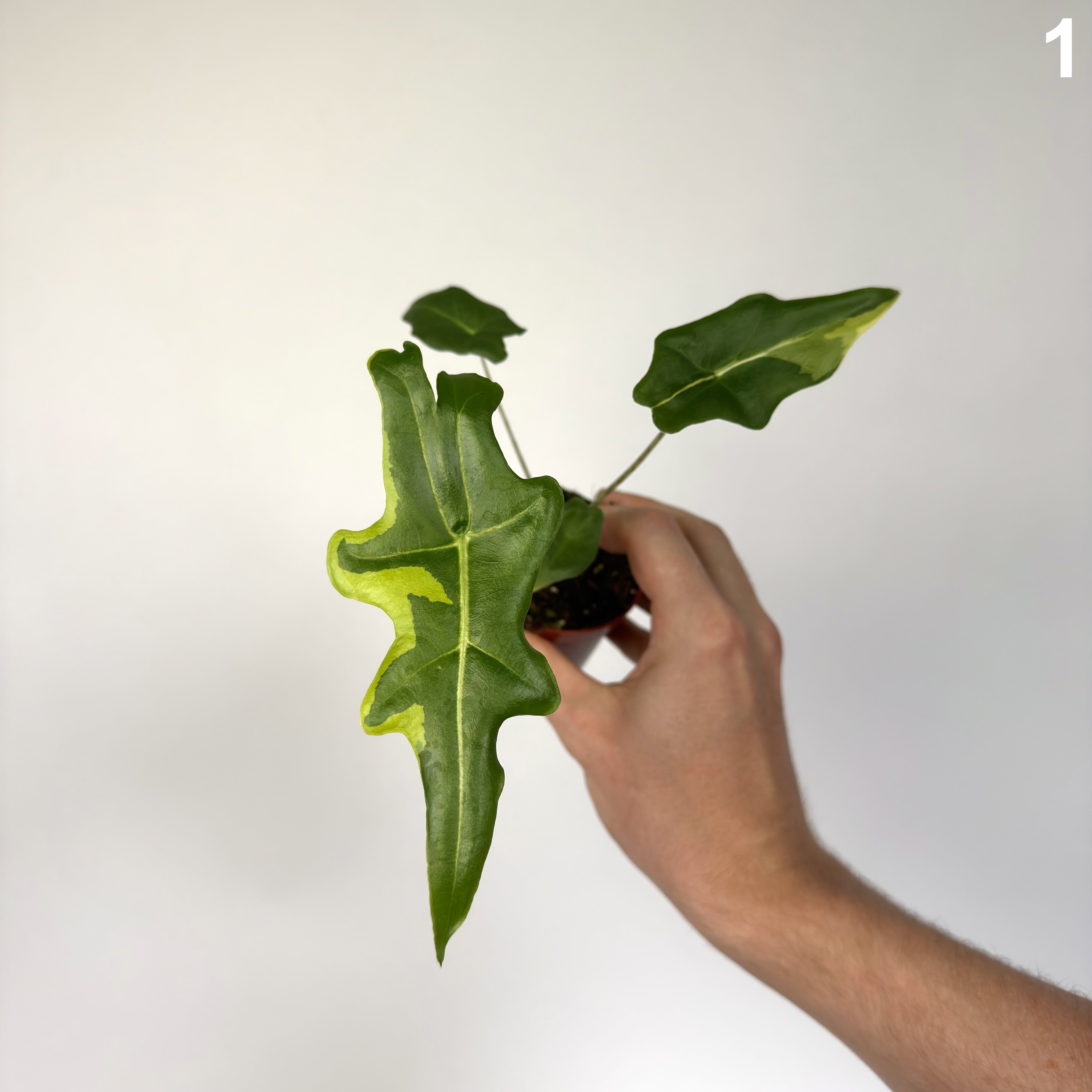 Alocasia Portei Variegata WW