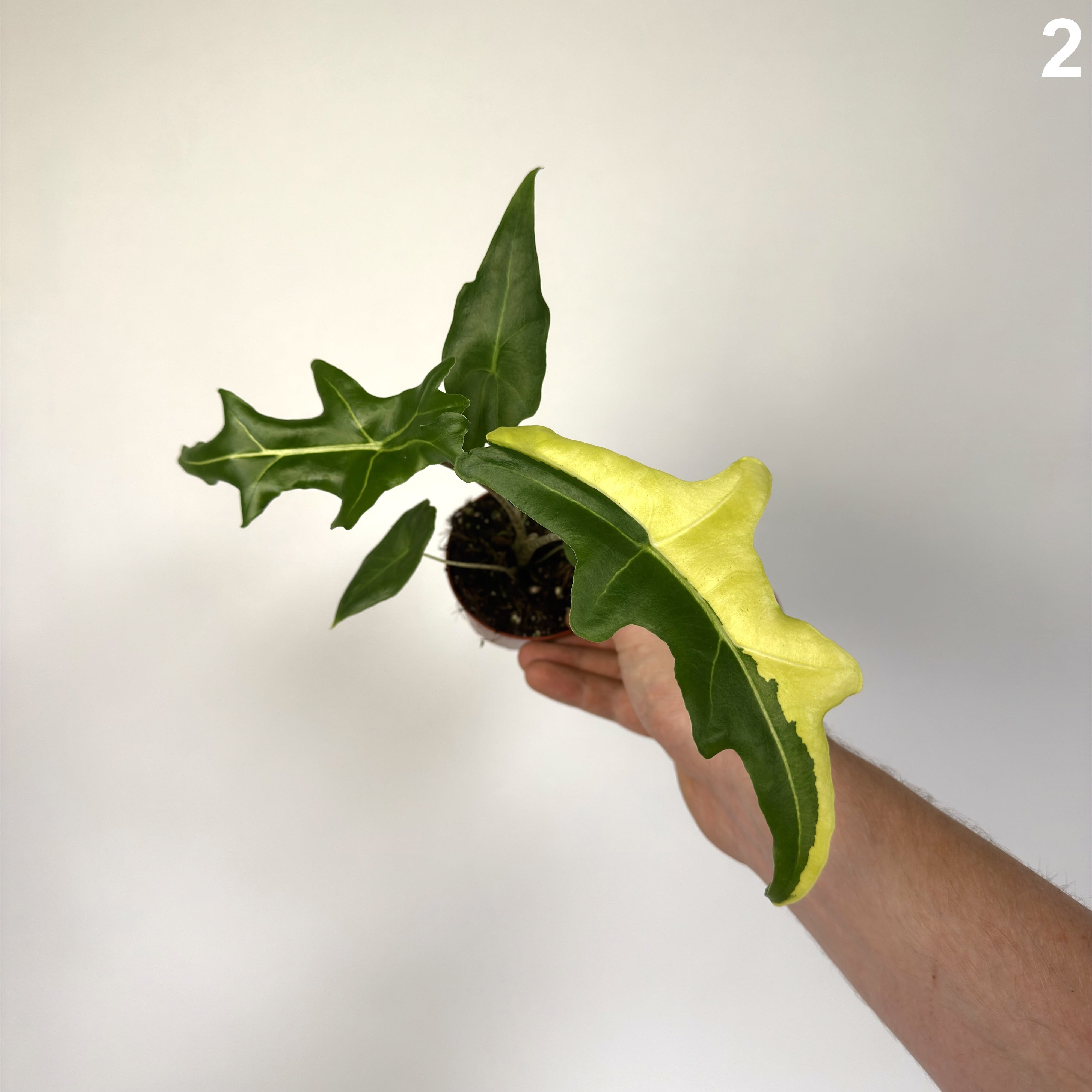 Alocasia Portei Variegata WW