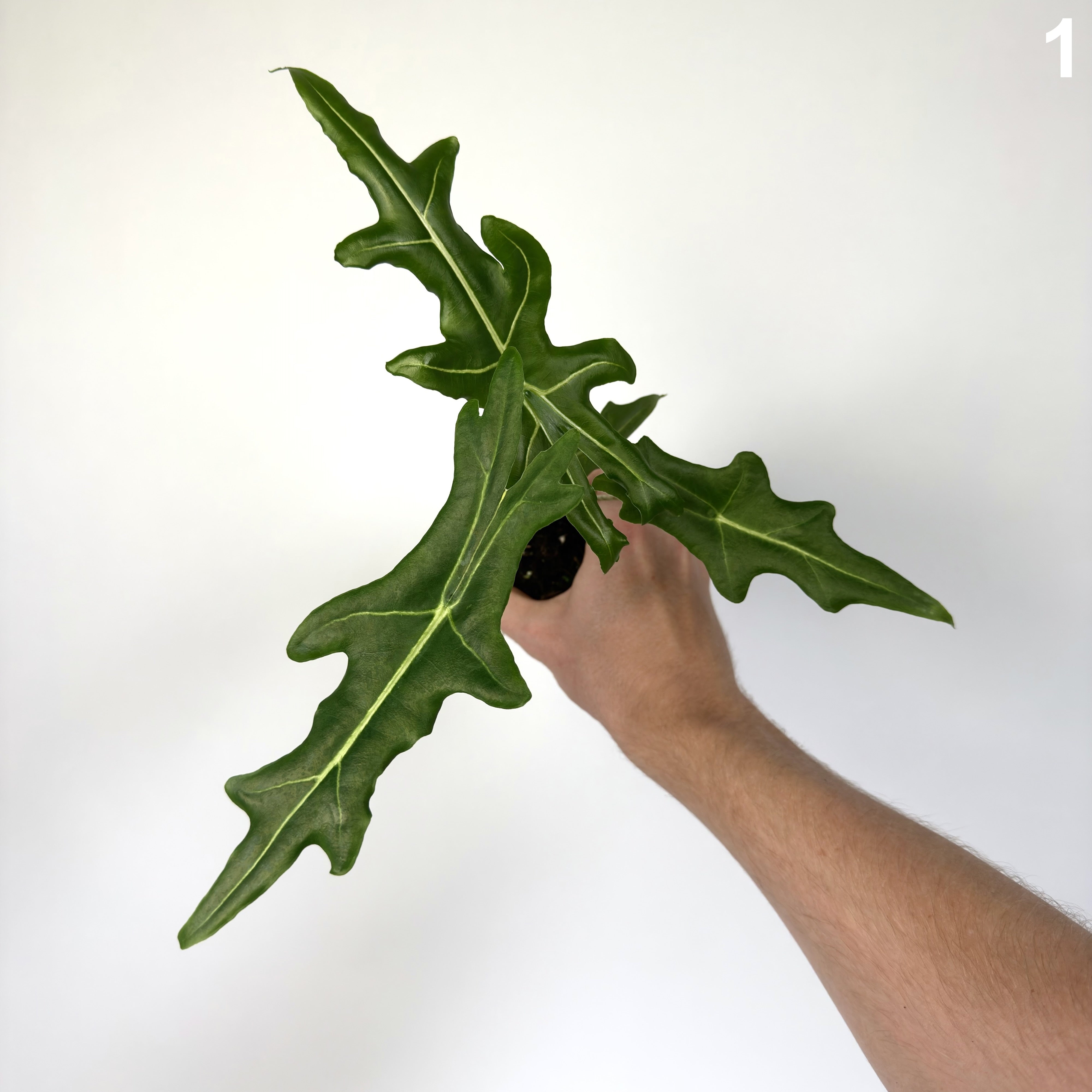 Alocasia Portei  WW