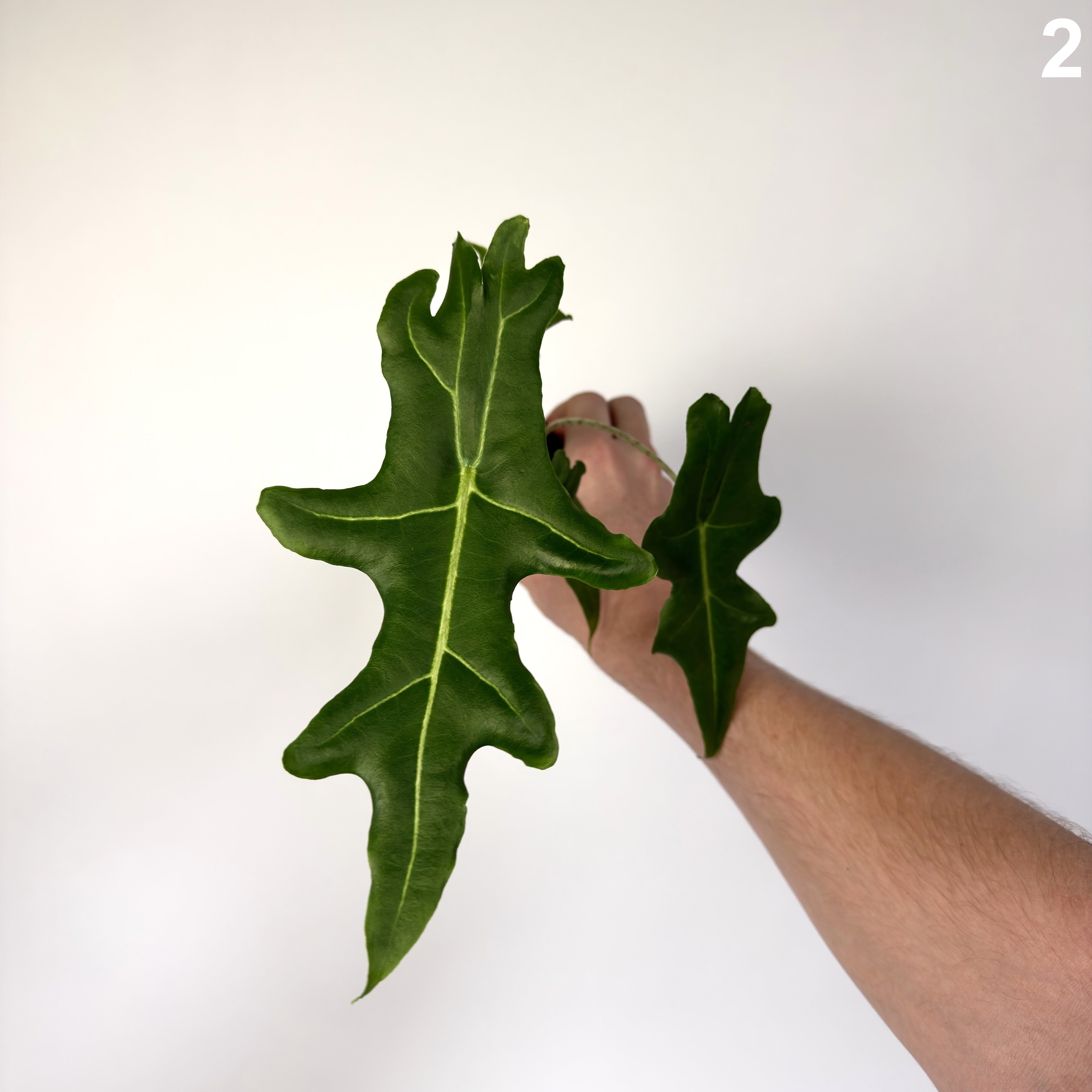 Alocasia Portei  WW