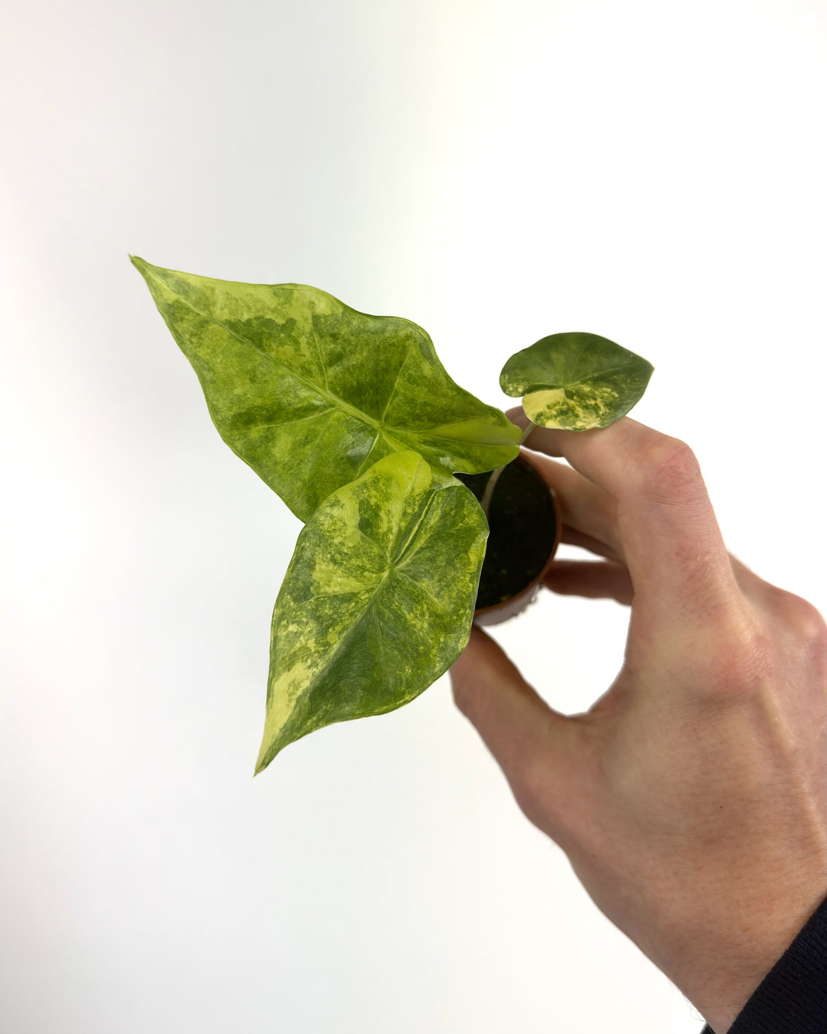 Alocasia Portadora Aurea WW