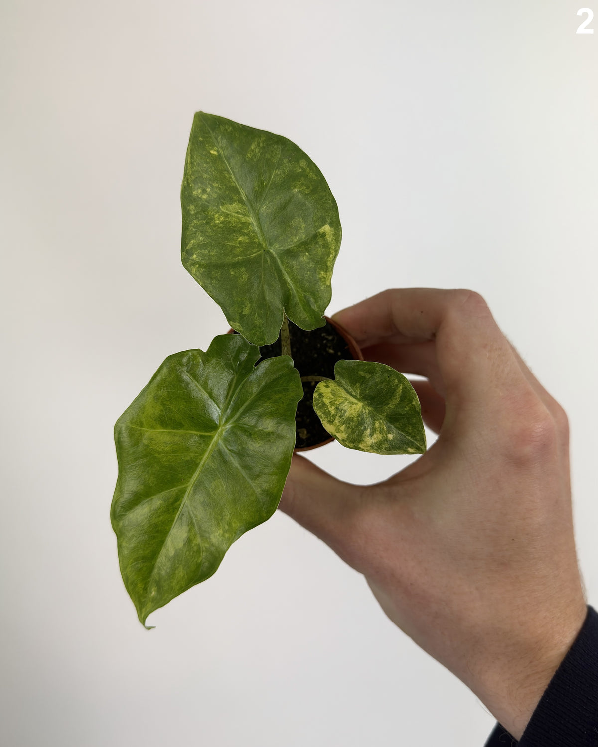Alocasia Portadora Aurea WW