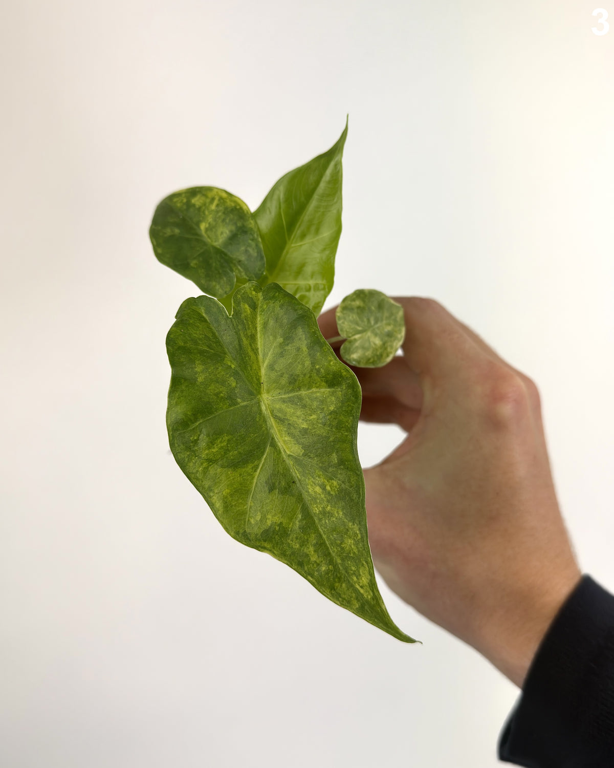 Alocasia Portadora Aurea WW