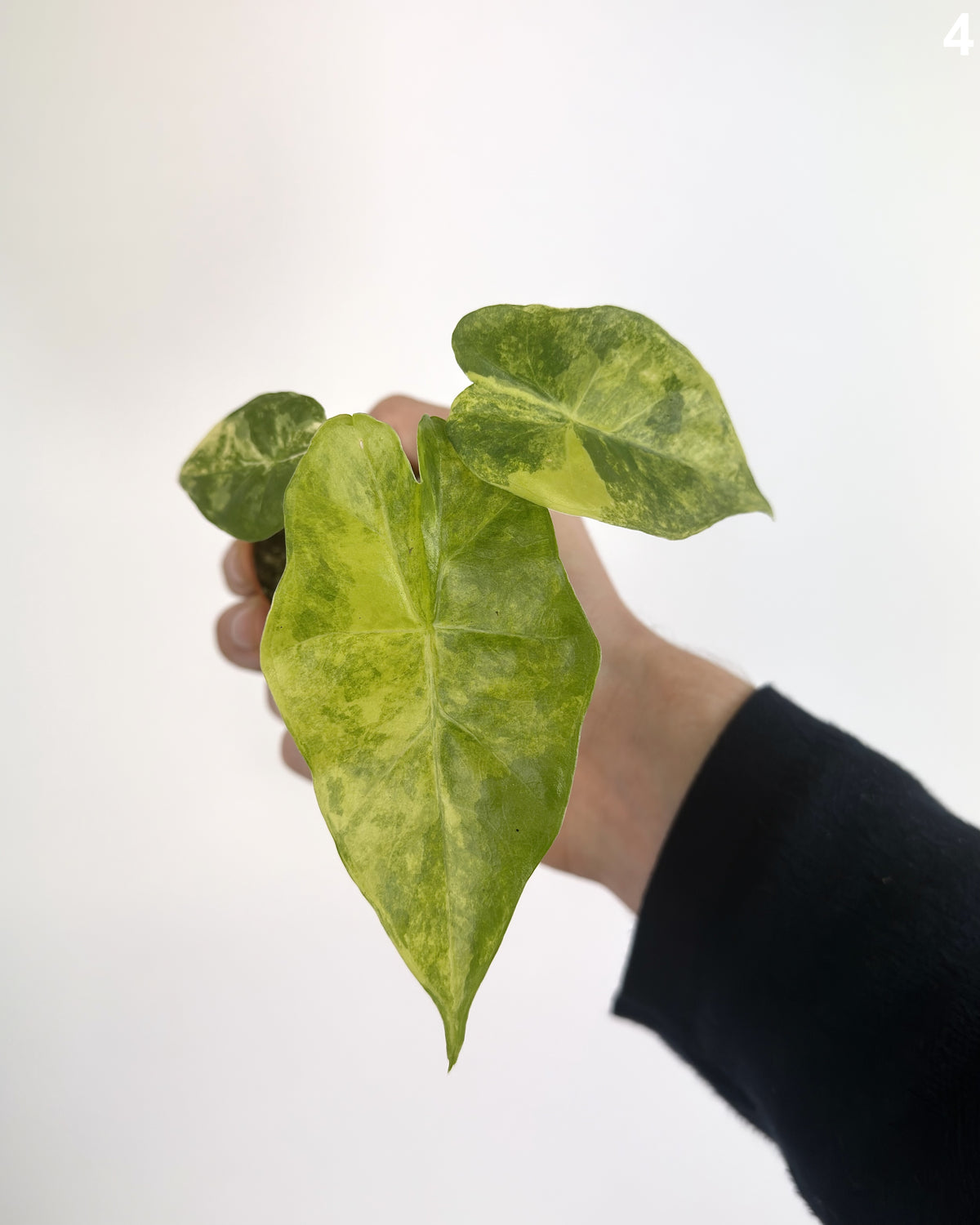 Alocasia Portadora Aurea WW