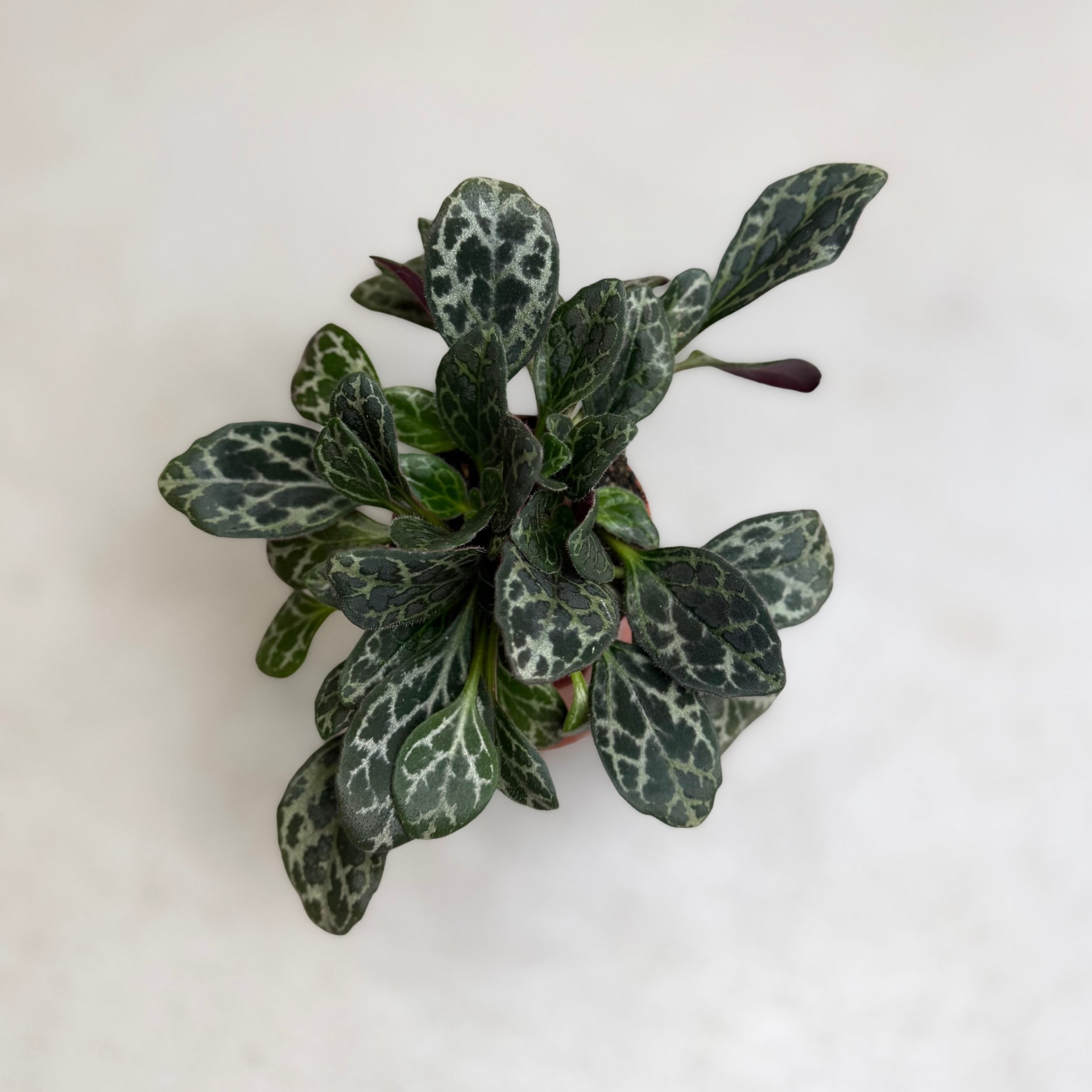 Primulina Yungfuensis by Downtown Plant Club