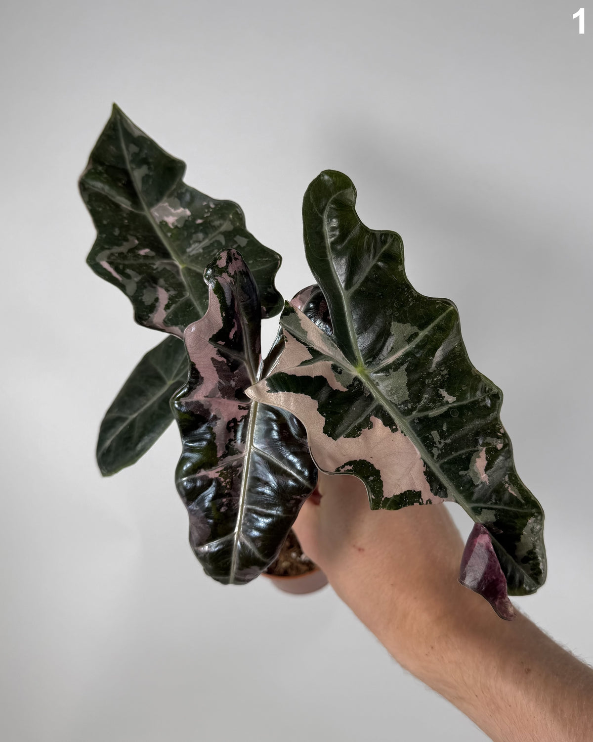 Alocasia Pseudo Sanderiana Pink WW