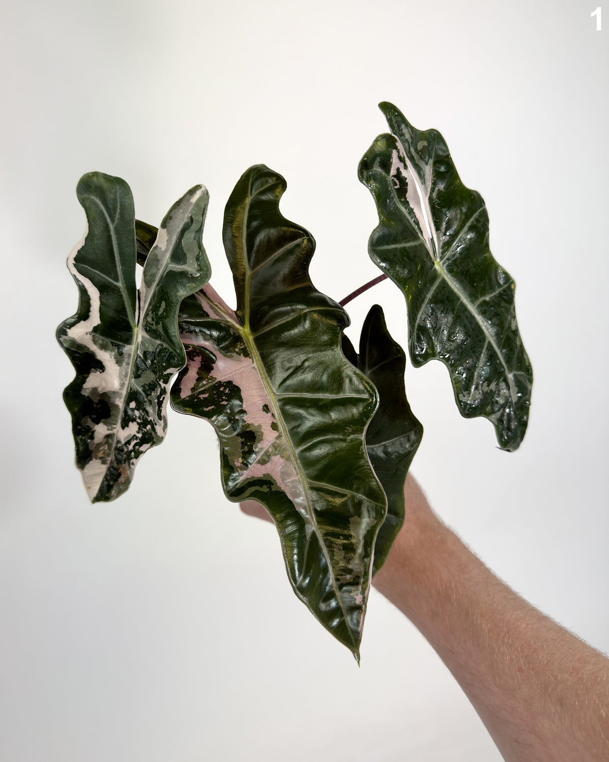 Alocasia Pseudo Sanderiana Pink WW