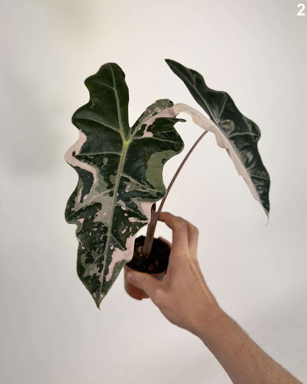 Alocasia Pseudo Sanderiana Pink WW