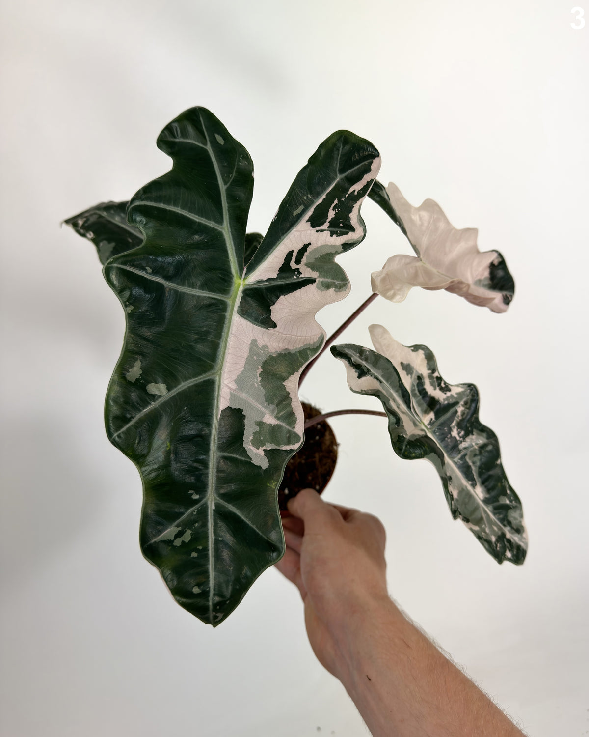Alocasia Pseudo Sanderiana Pink WW
