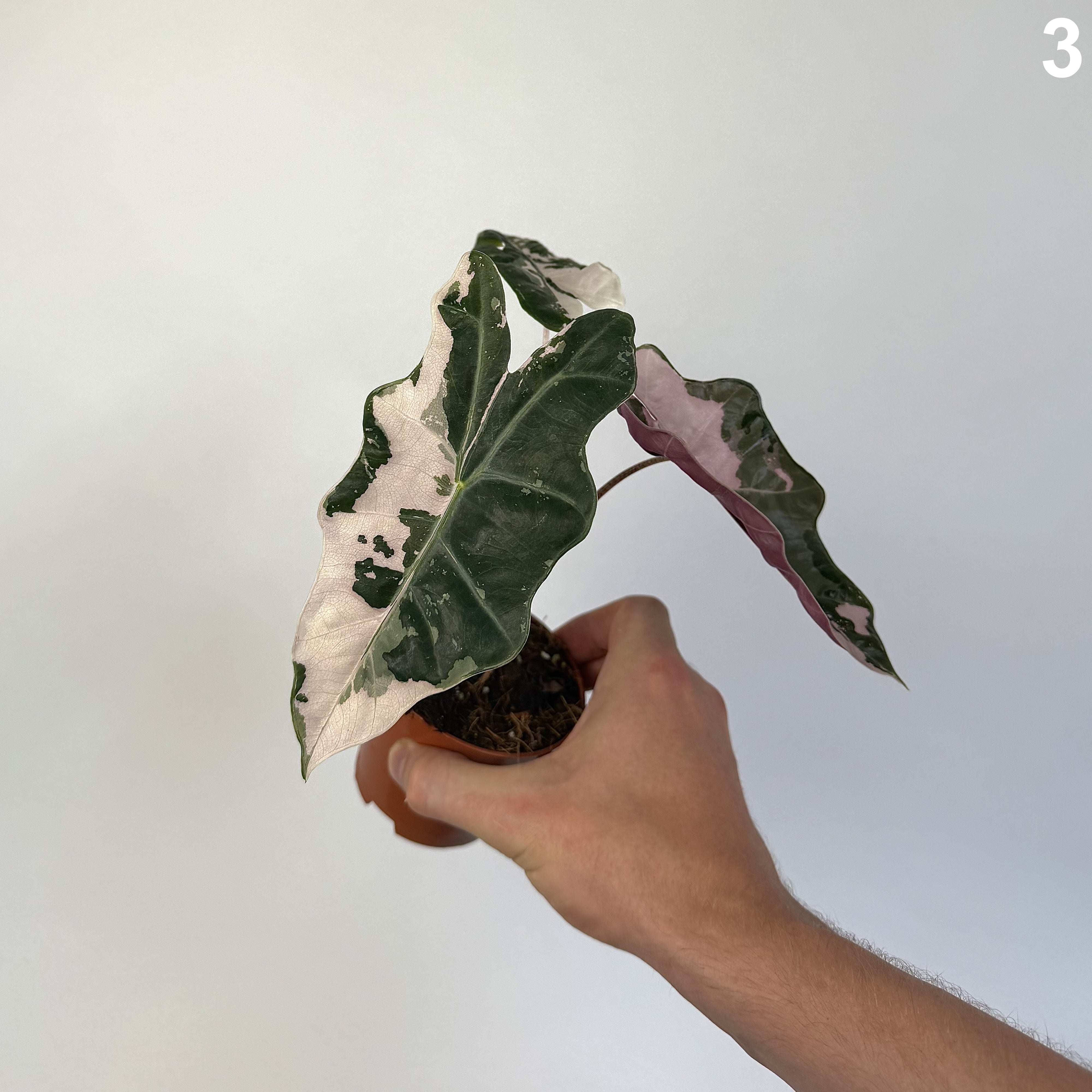 Alocasia Pseudosanderiana Pink WW