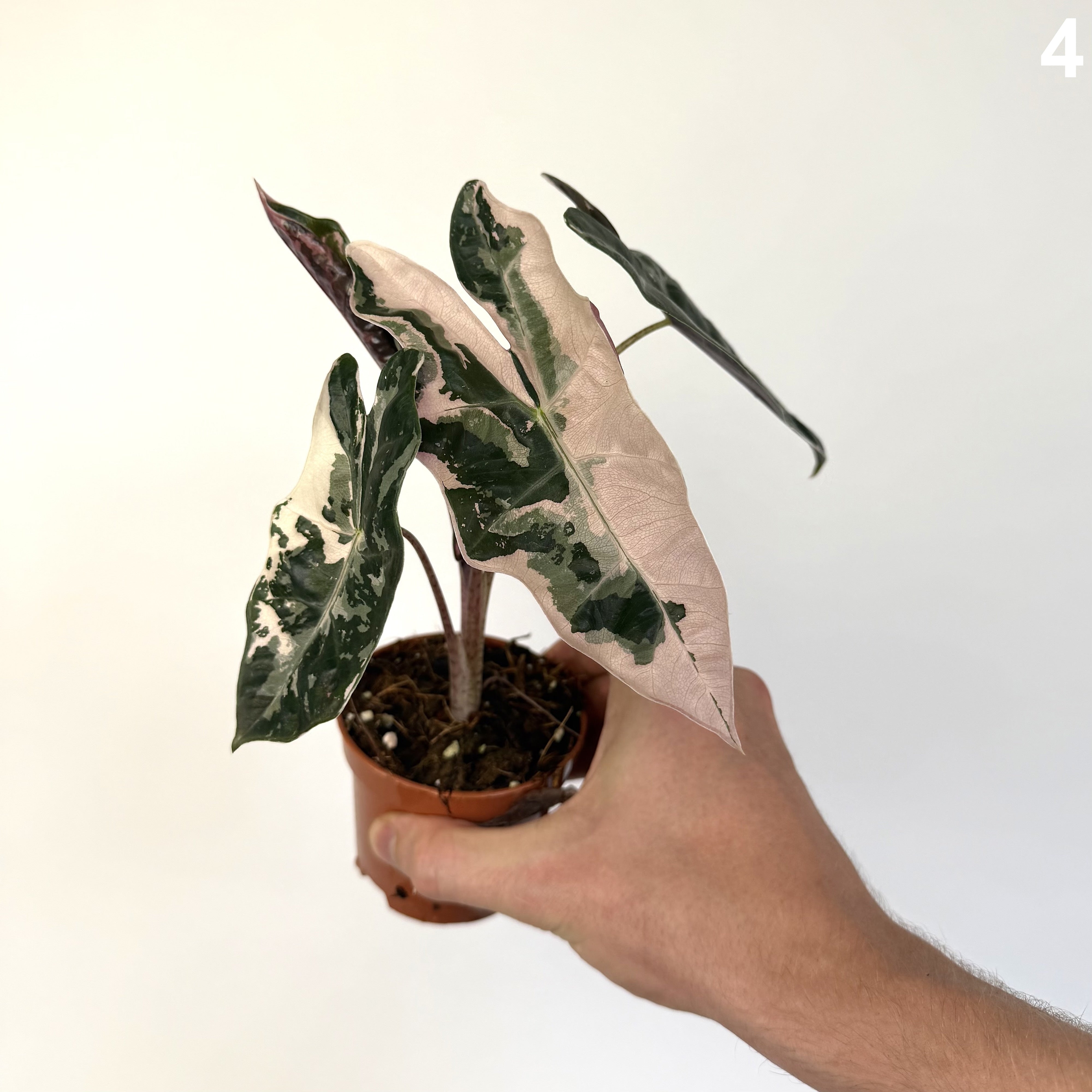 Alocasia Pseudosanderiana Pink WW