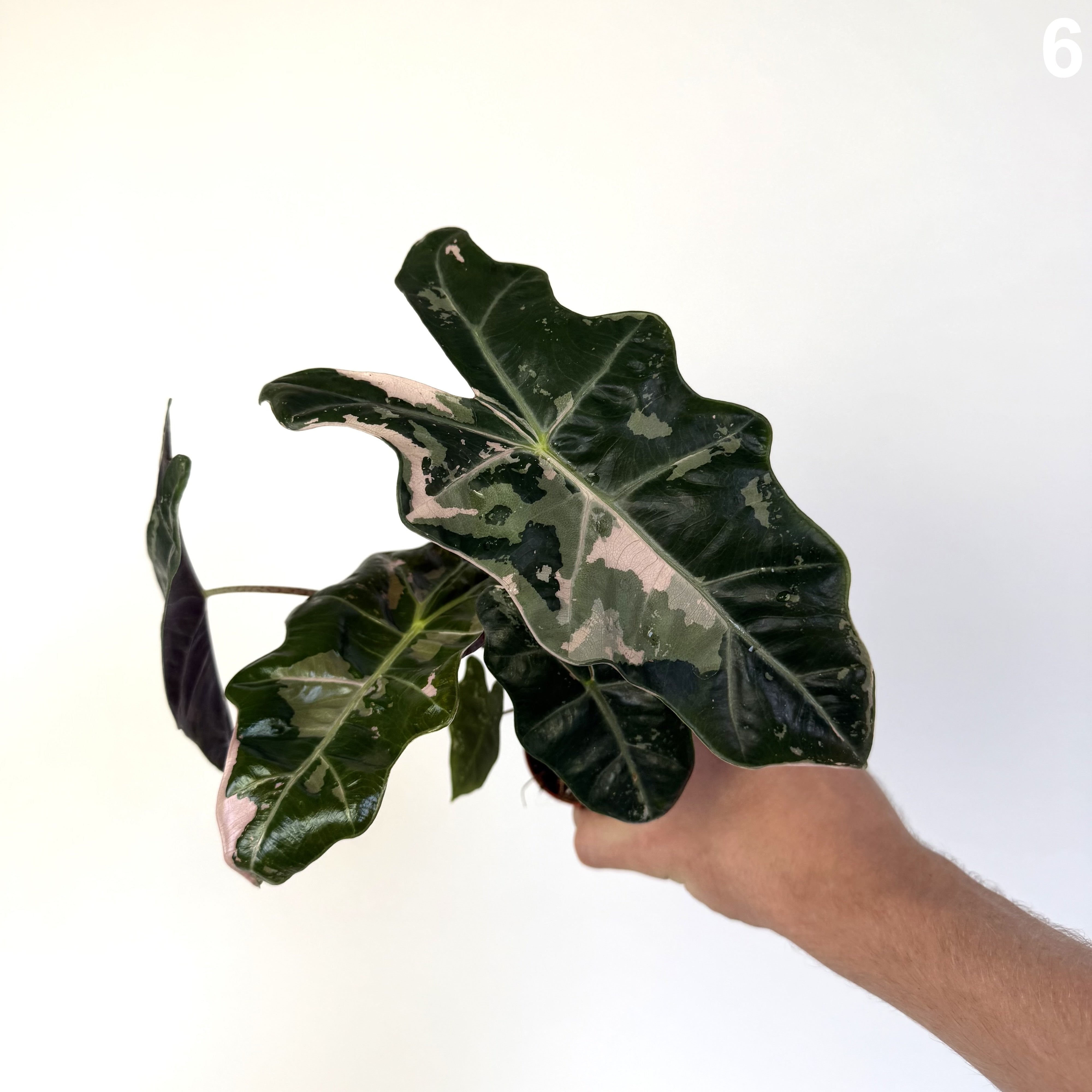 Alocasia Pseudosanderiana Pink WW
