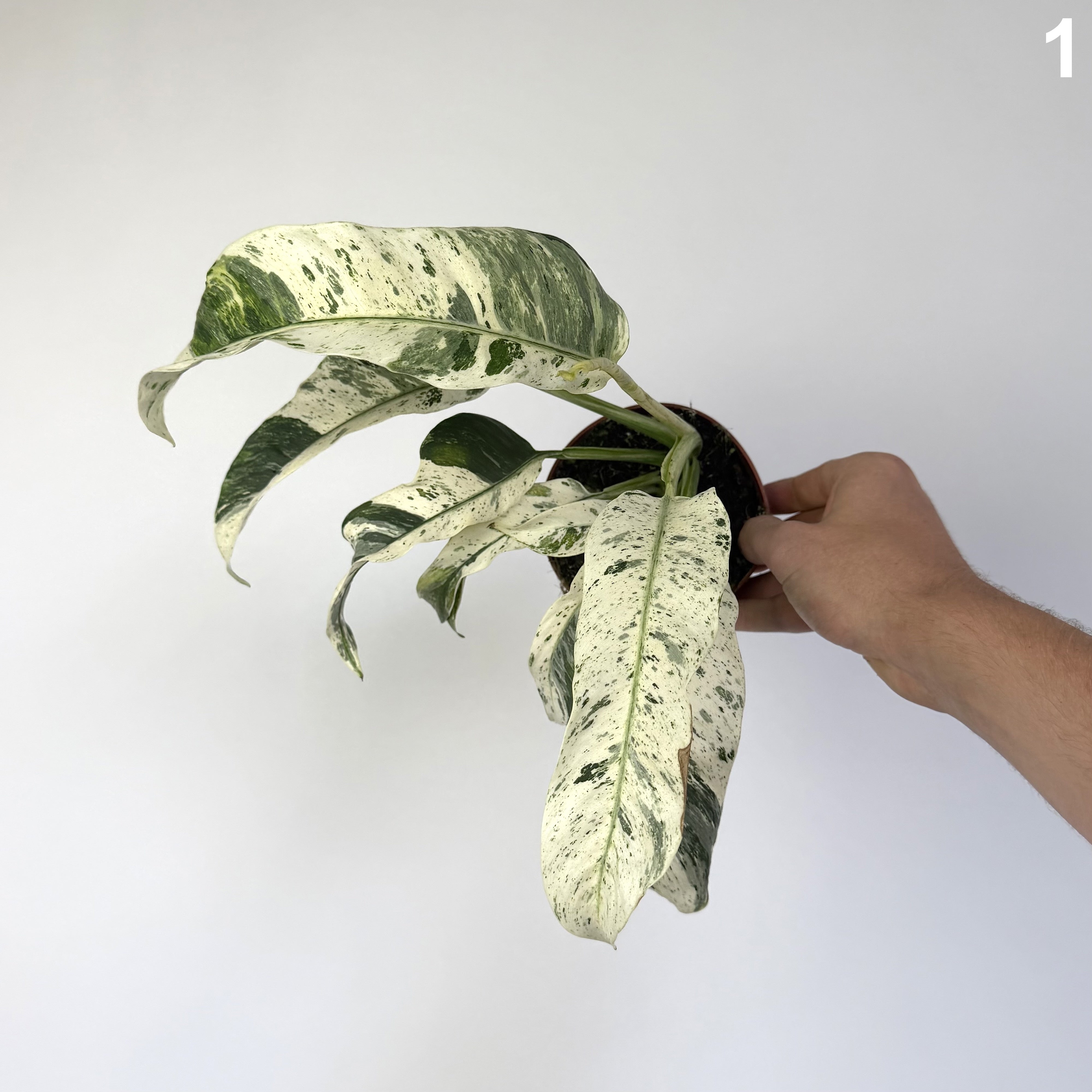 Raphidophora Puberula Variegata WW