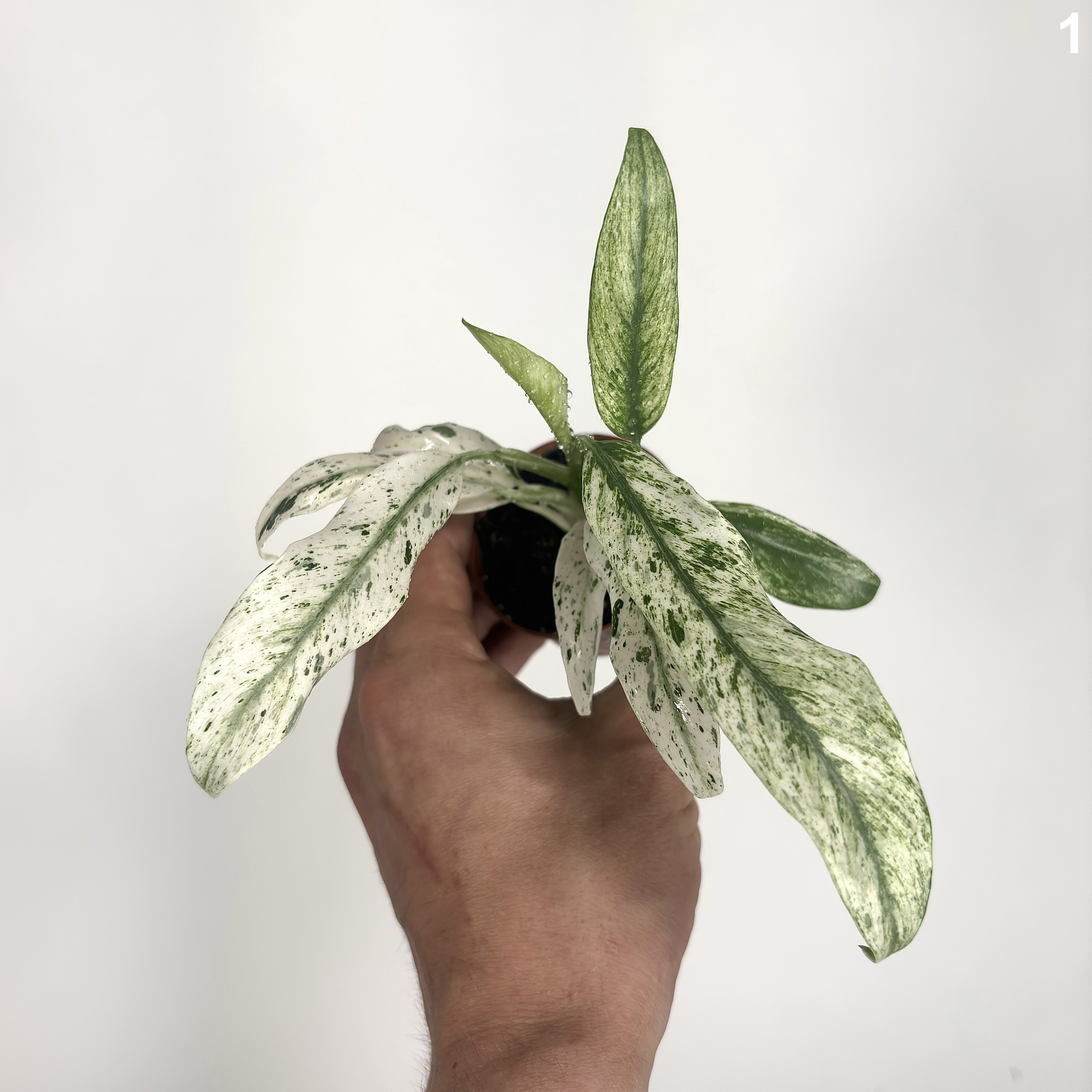 Raphidophora Puberrula Variegata WW