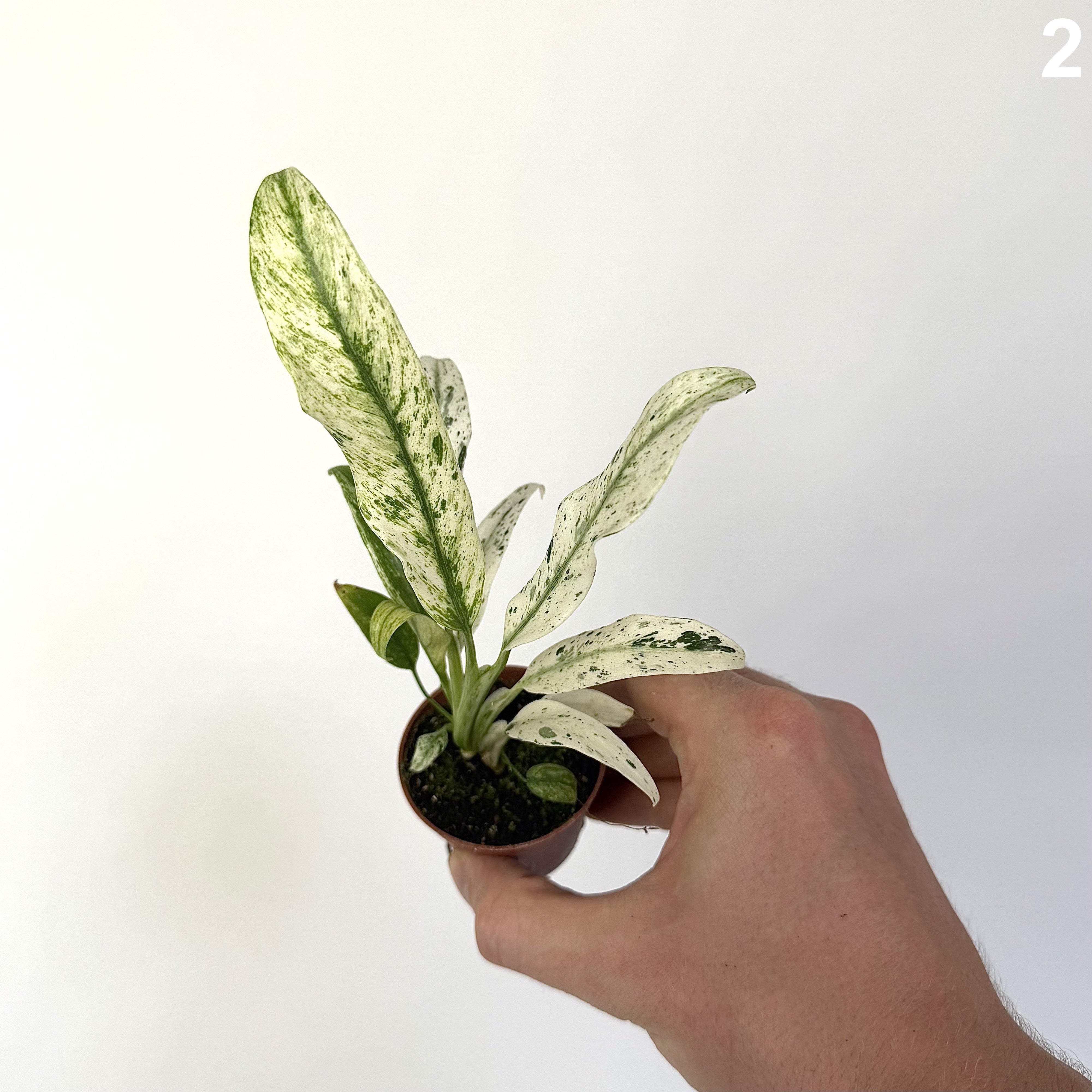 Raphidophora Puberula Variegata WW