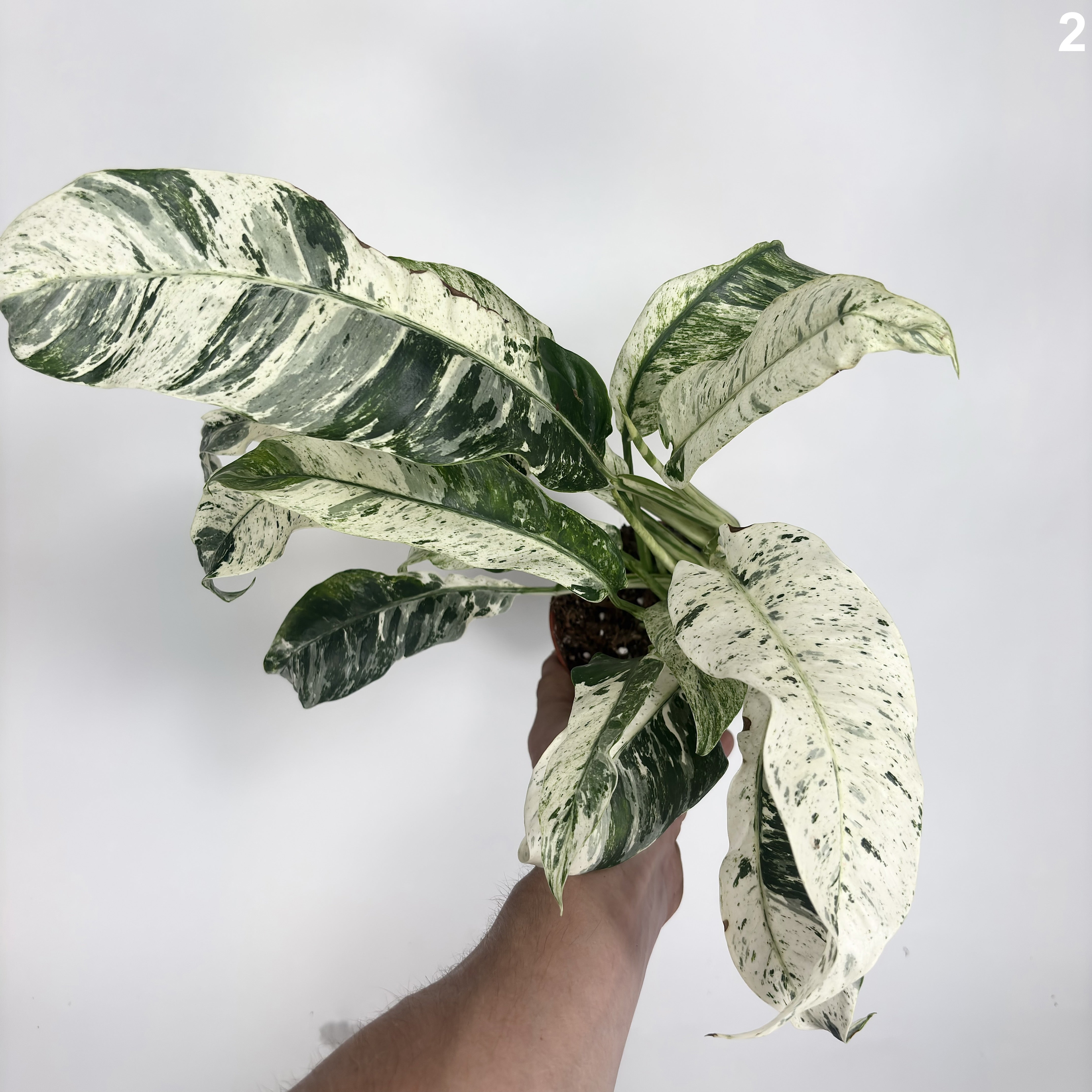 Raphidophora Puberrula Variegata WW