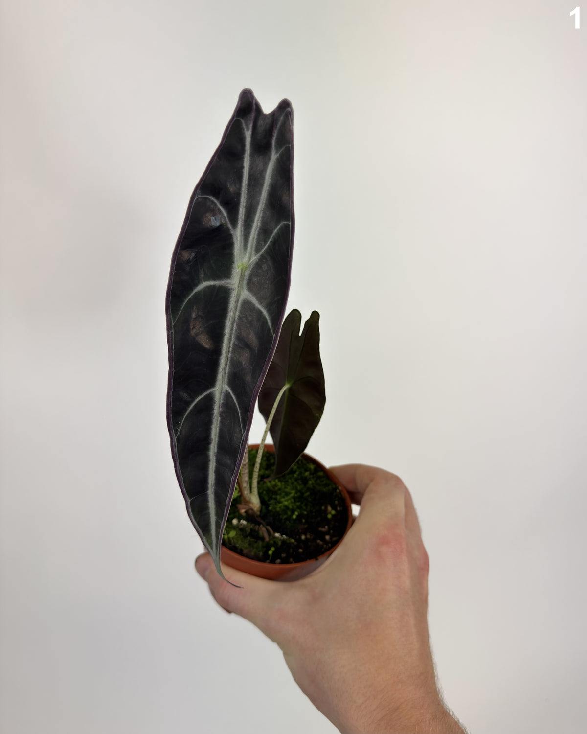 Alocasia Longiloba Purple WW