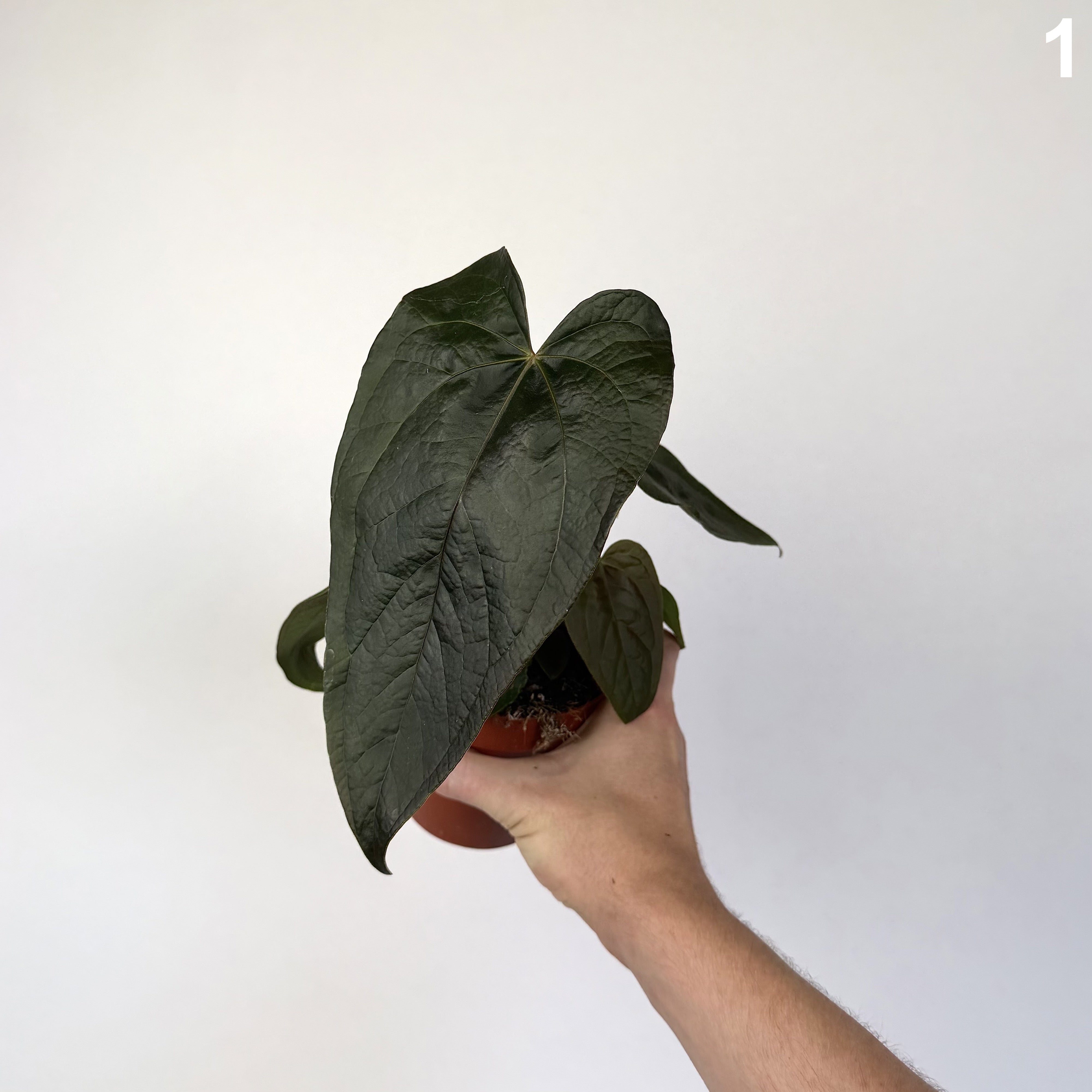 Anthurium Queen of Hearts WW