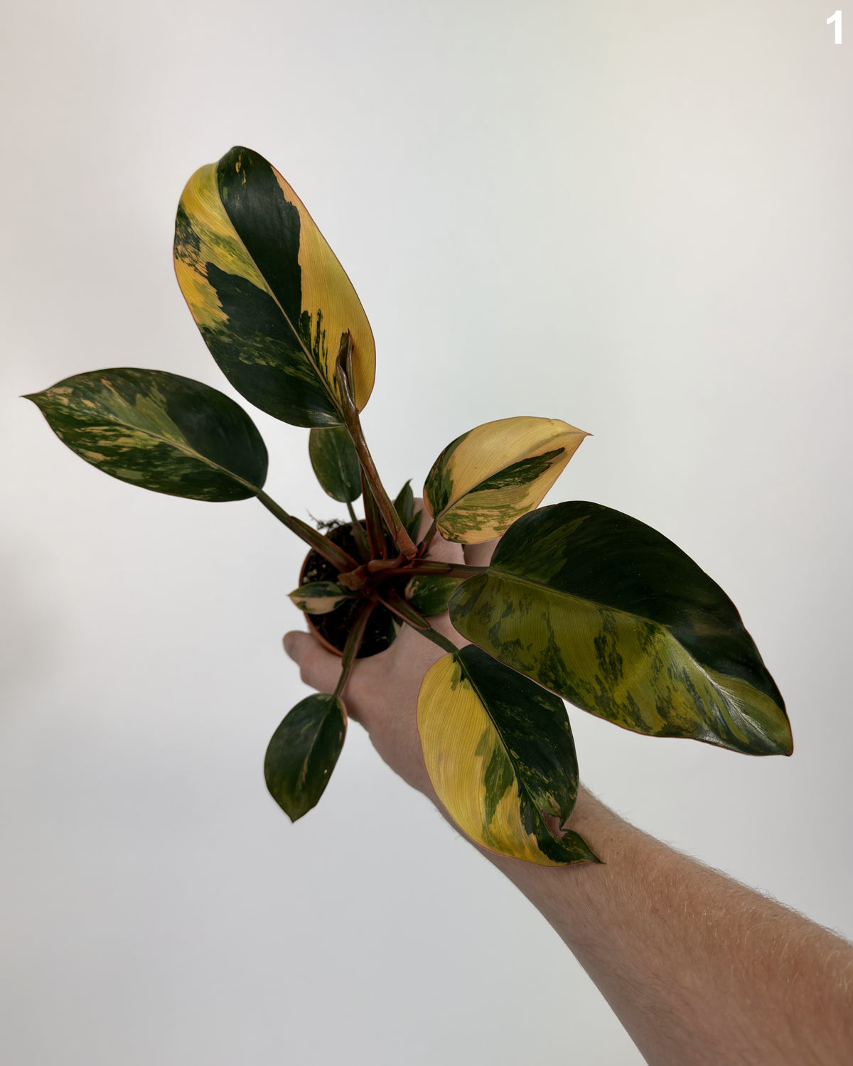 Philodendron Red Congo Variegata WW