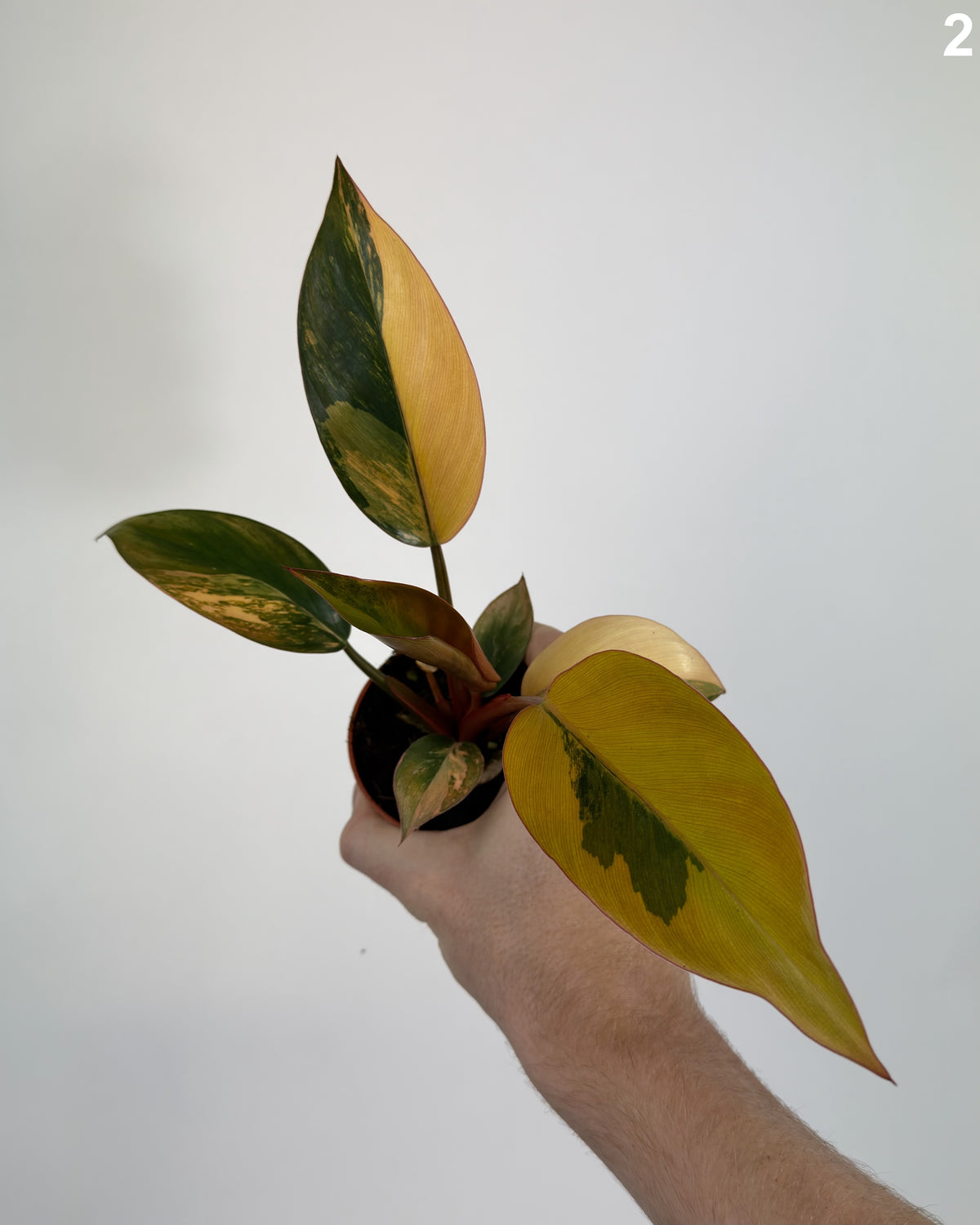 Philodendron Red Congo Variegata WW