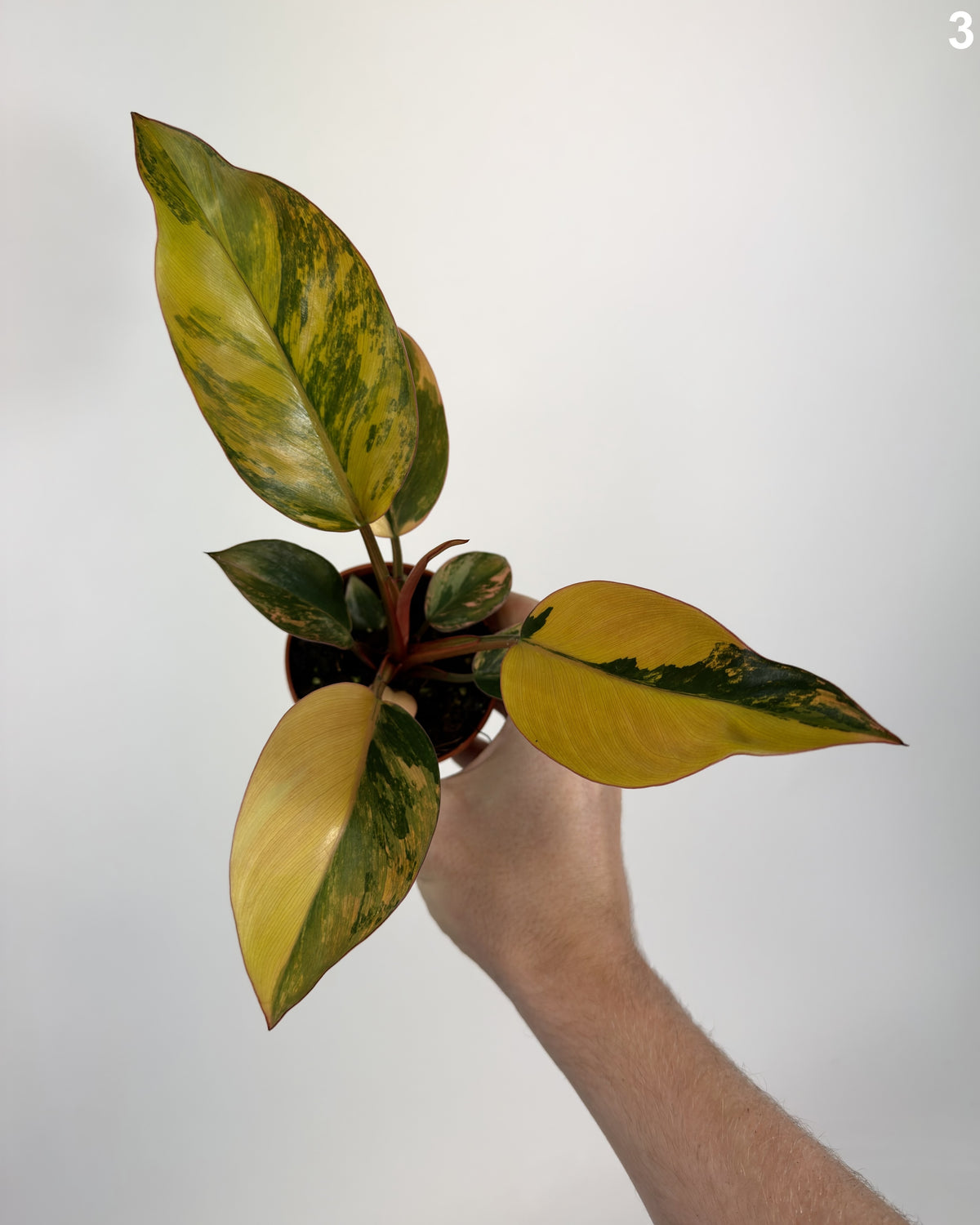 Philodendron Red Congo Variegata WW