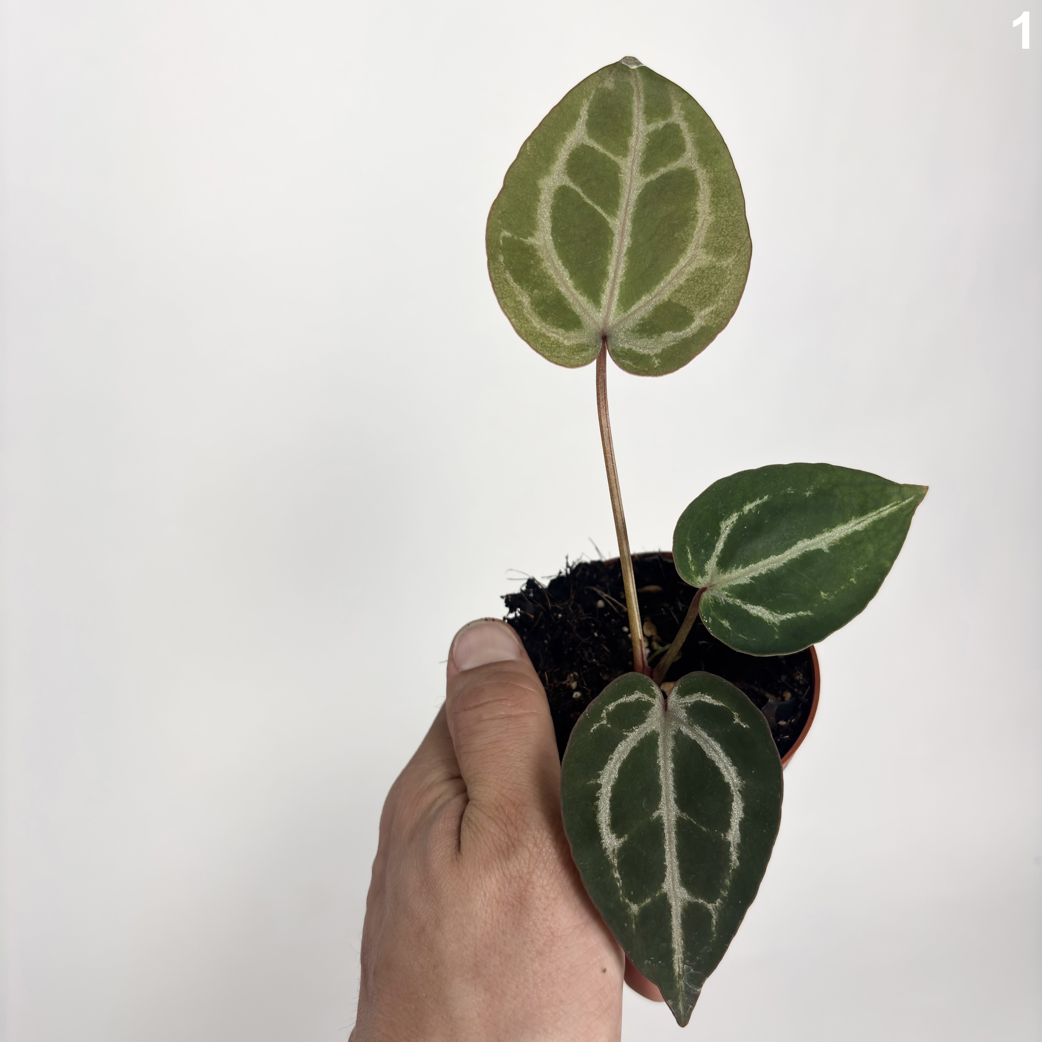 Anthurium Red Crystallinum WW